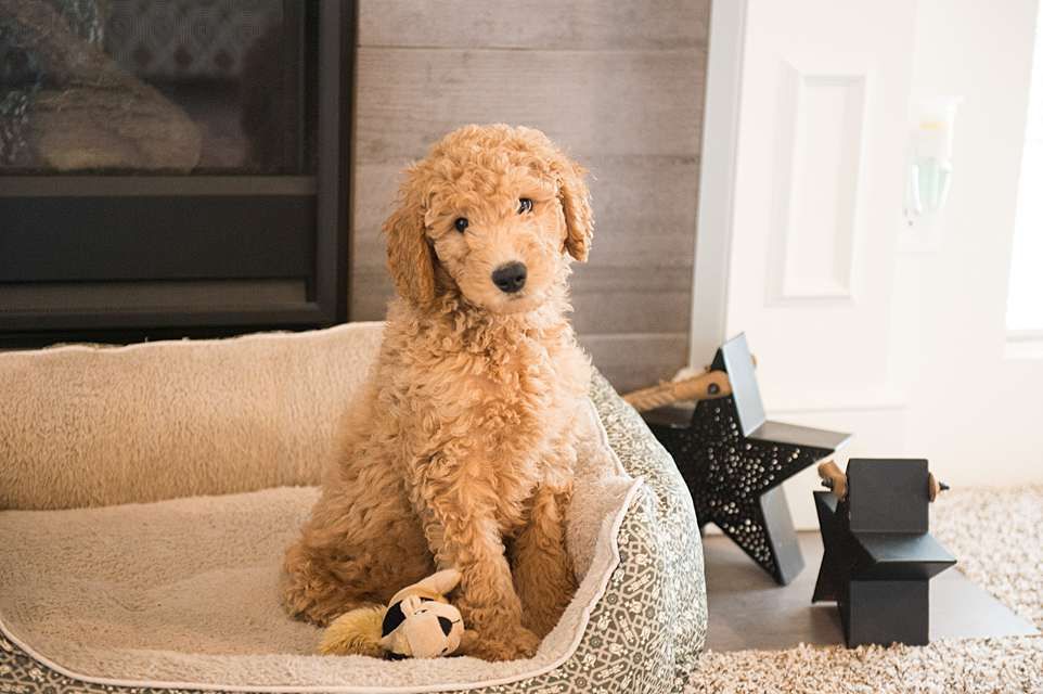 A goldendoodle puppy lounges on a beige couch in a modern living room with natural lighting.