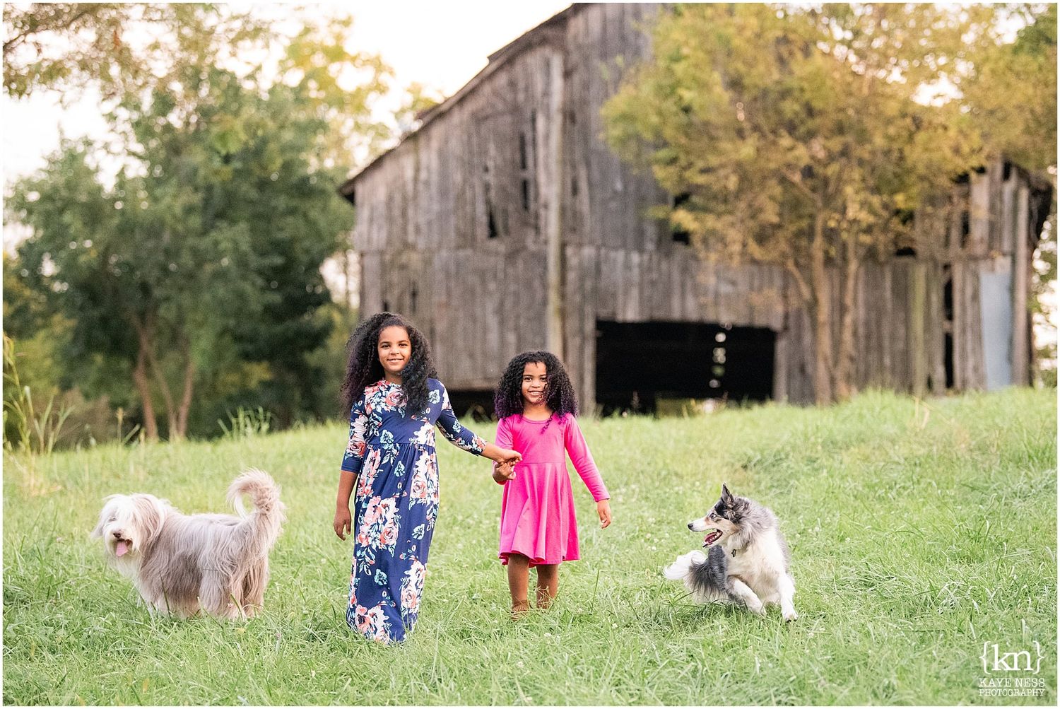 Dogs and people playing together in a grassy field near an old wooden barn.