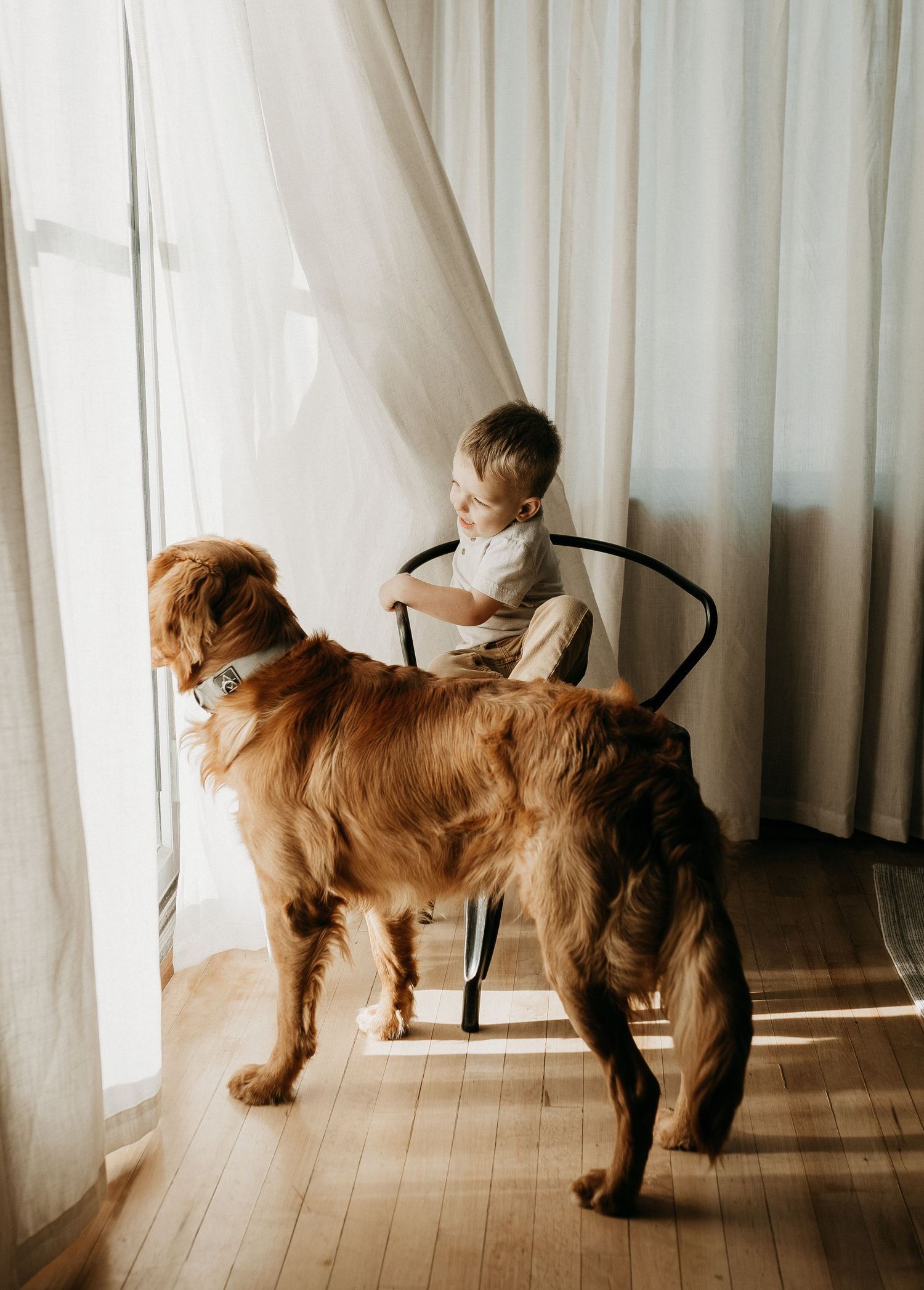 Golden retriever plays energetically near white curtains in sunlit room with hardwood floors.