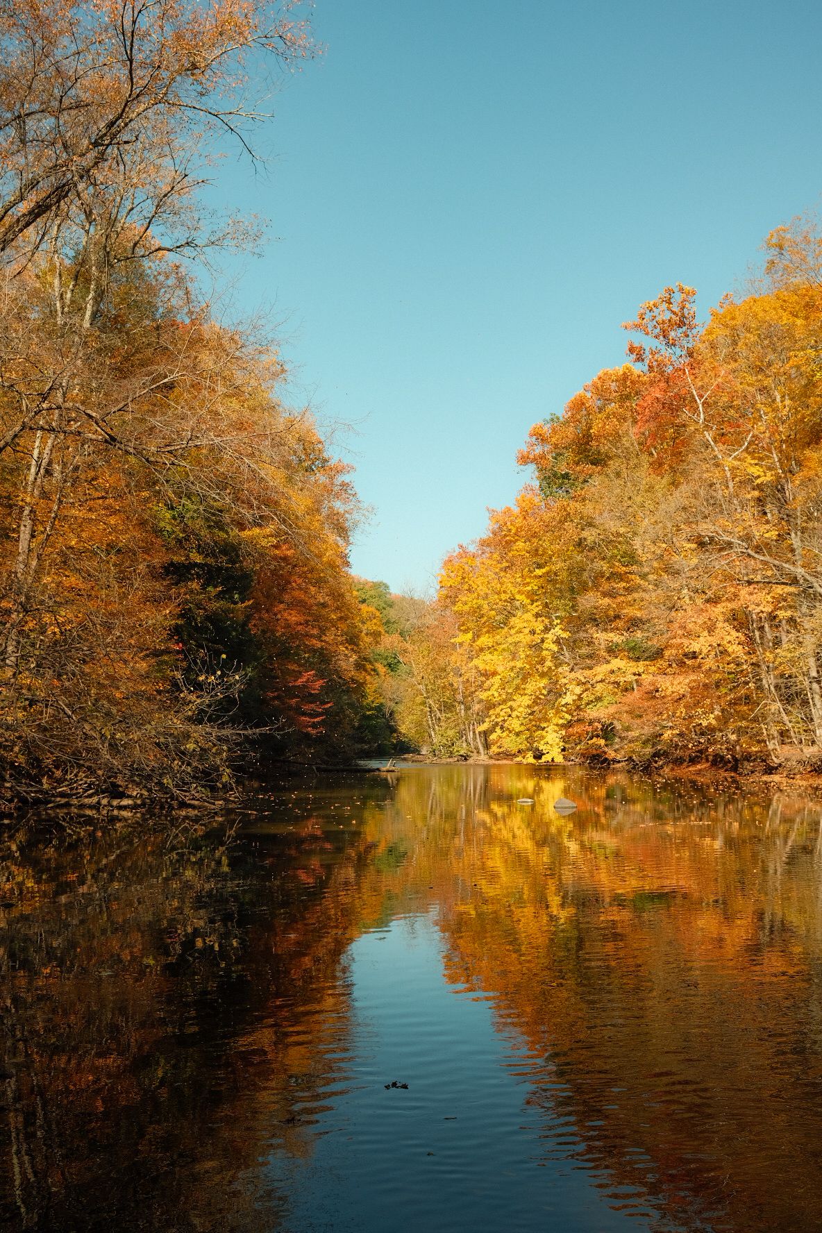 Fall colors reflect in a serene river winding through a forest under clear blue skies.