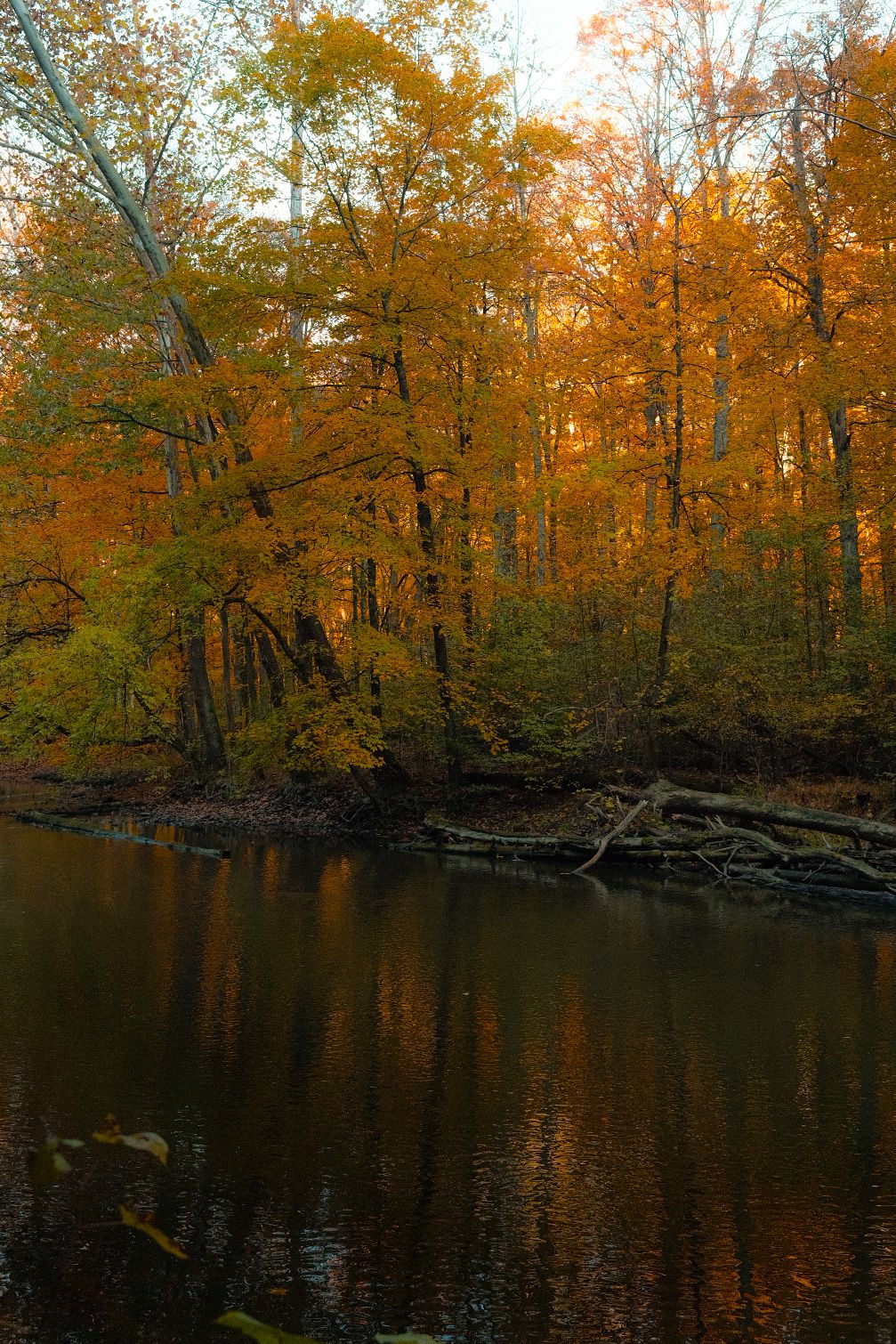 Autumn trees with vibrant orange foliage reflect in still water during golden hour.