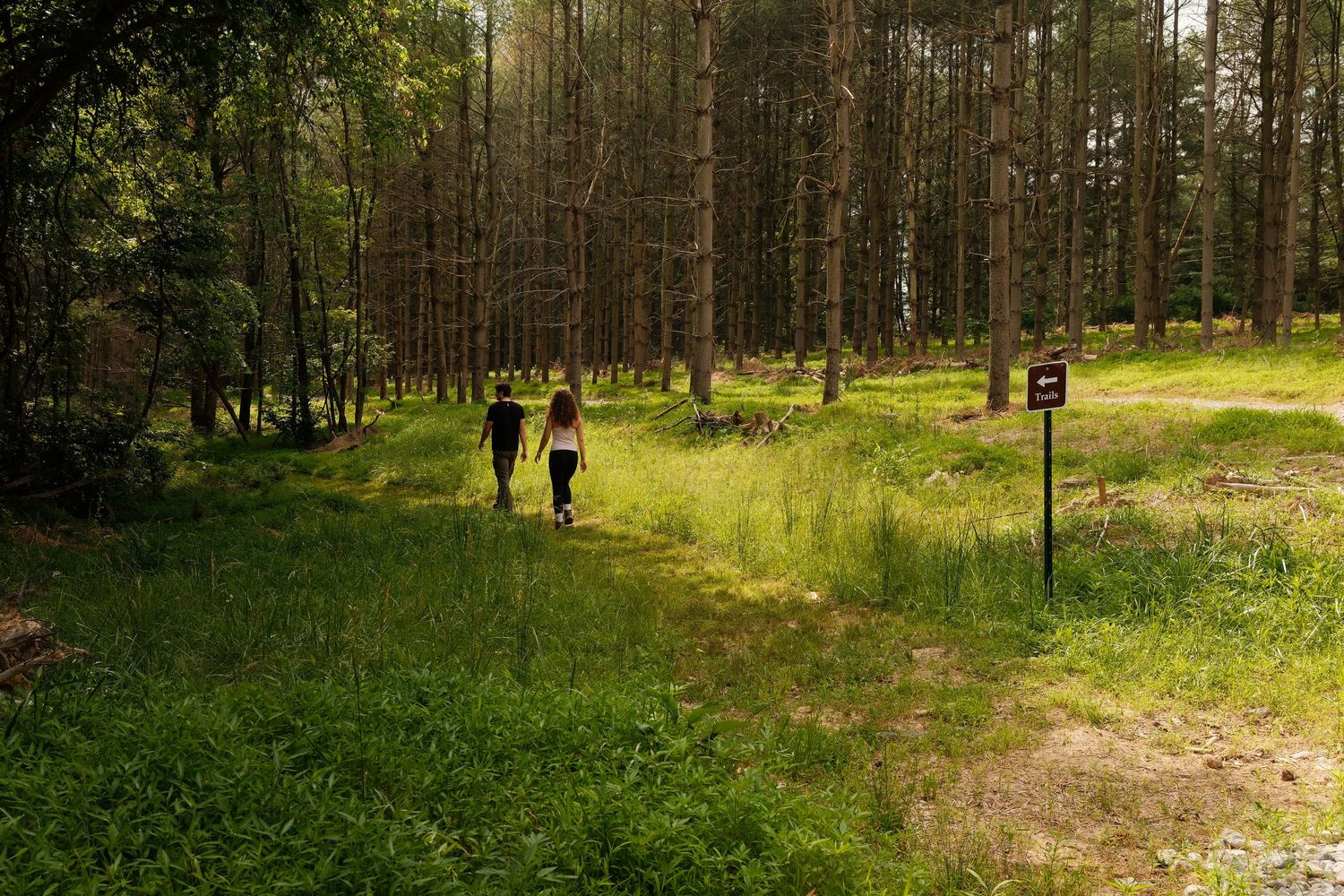 Two hikers walking along a sunlit forest trail surrounded by tall pine trees and lush green grass.