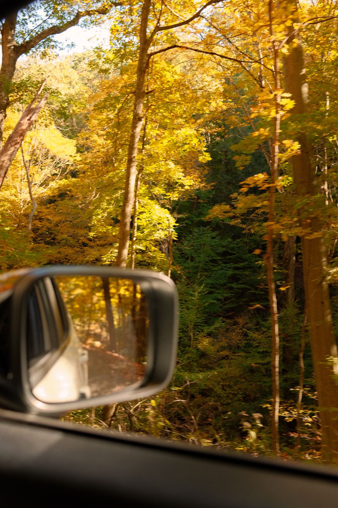 View through car window of a winding forest road lined with fall-colored trees.