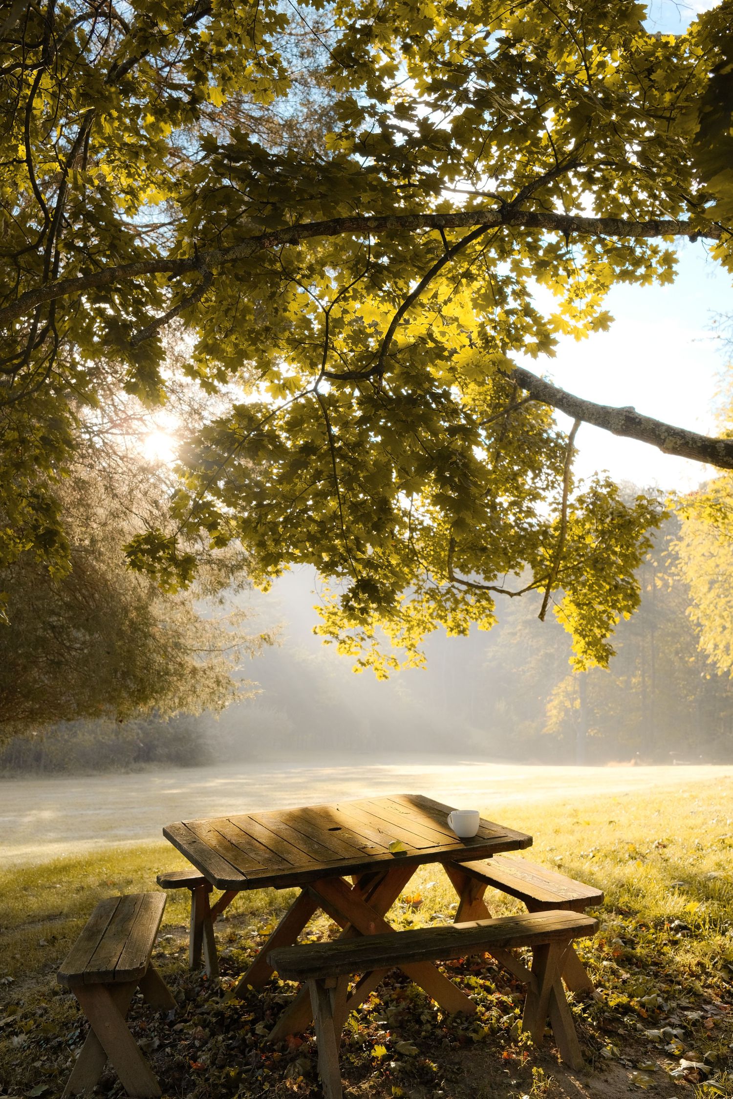 Wooden picnic tables in a foggy field with golden sunlight filtering through autumn tree branches.