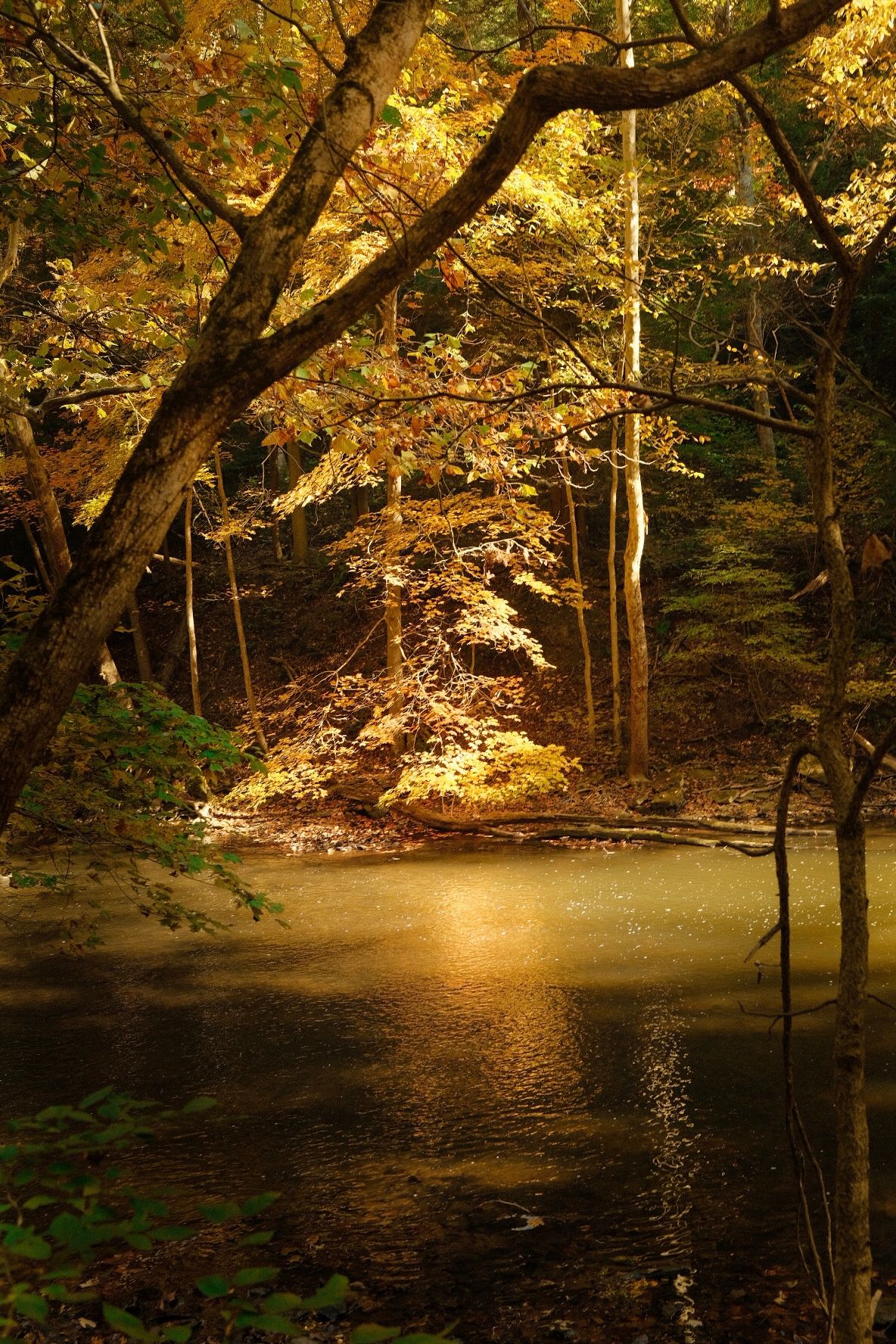 Peaceful pond surrounded by trees with autumn foliage reflecting on the still water surface.