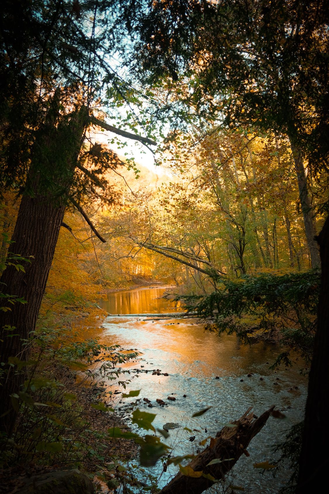 Tranquil river scene with autumn trees reflecting in calm waters during golden hour.