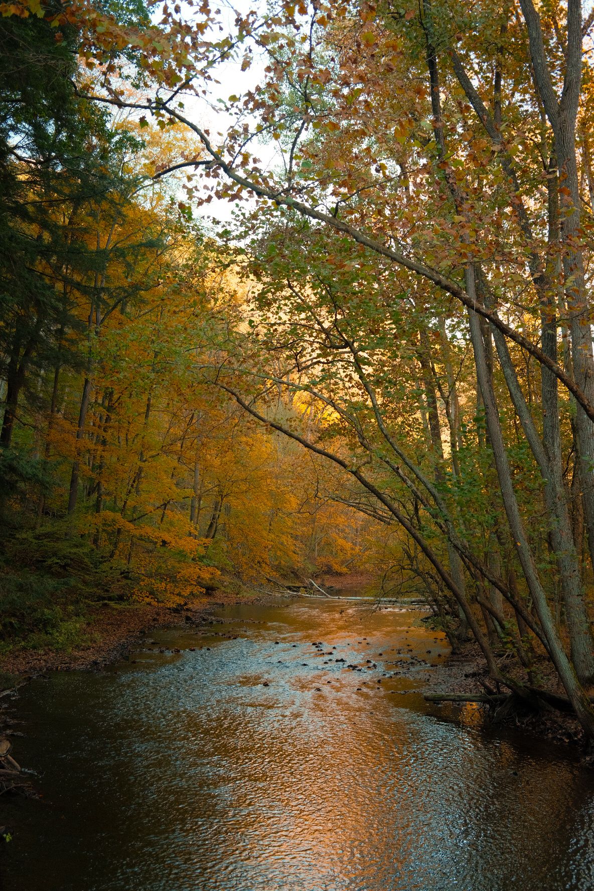Stream flowing through forest with autumn trees creating golden reflections on water.
