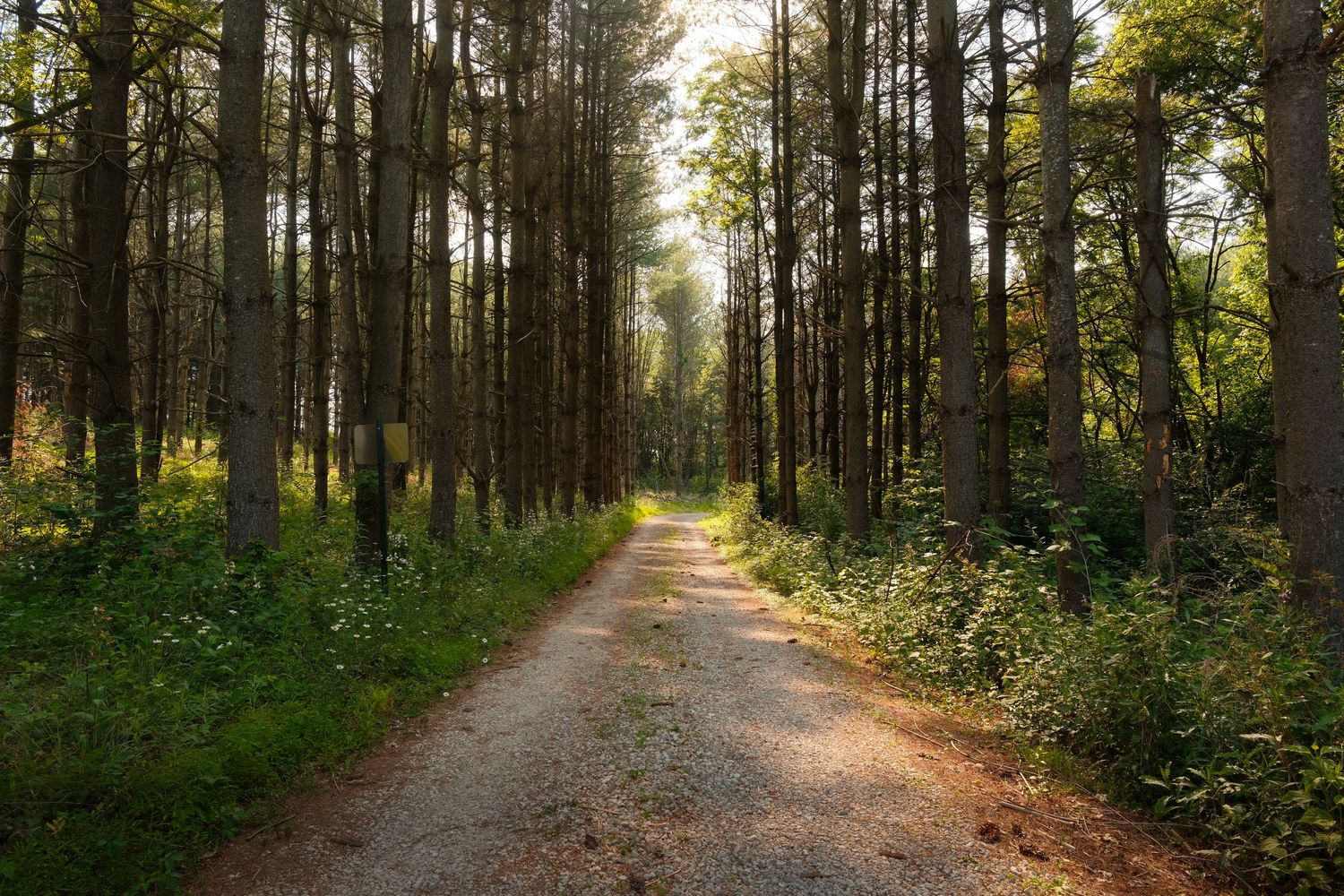 A serene forest path lined with tall trees and lush greenery, bathed in soft sunlight filtering through the canopy.