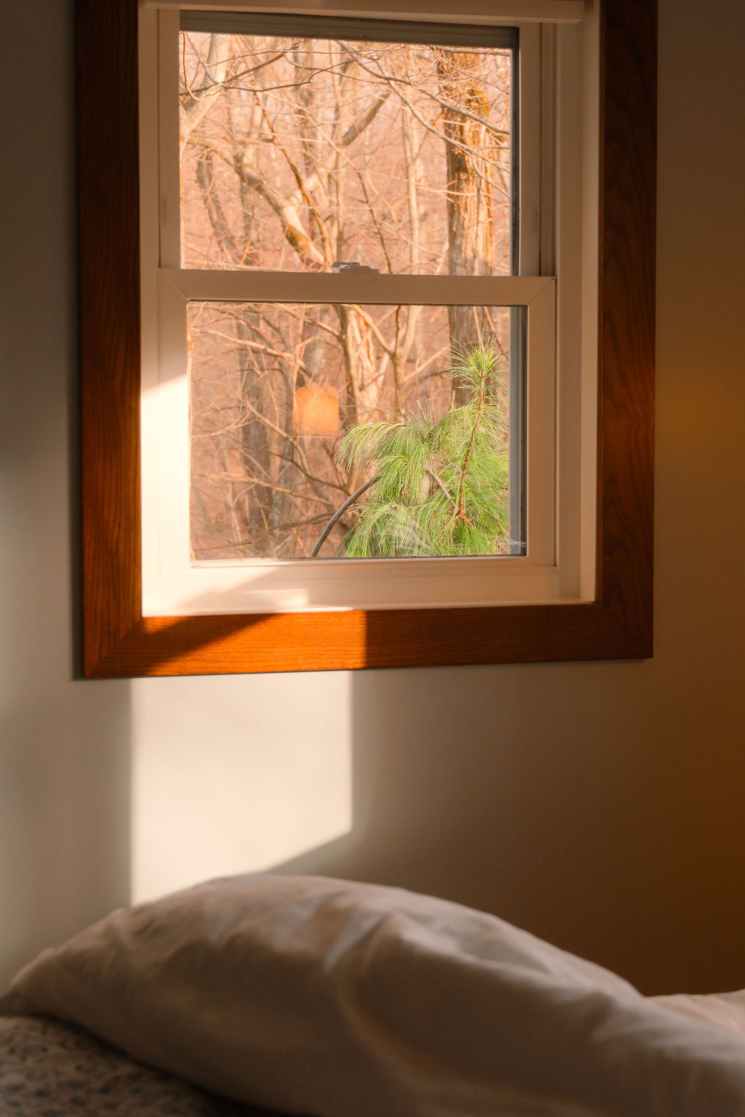 Morning sunlight streams through a window onto a white pillow, with bare winter branches visible through the glass pane.