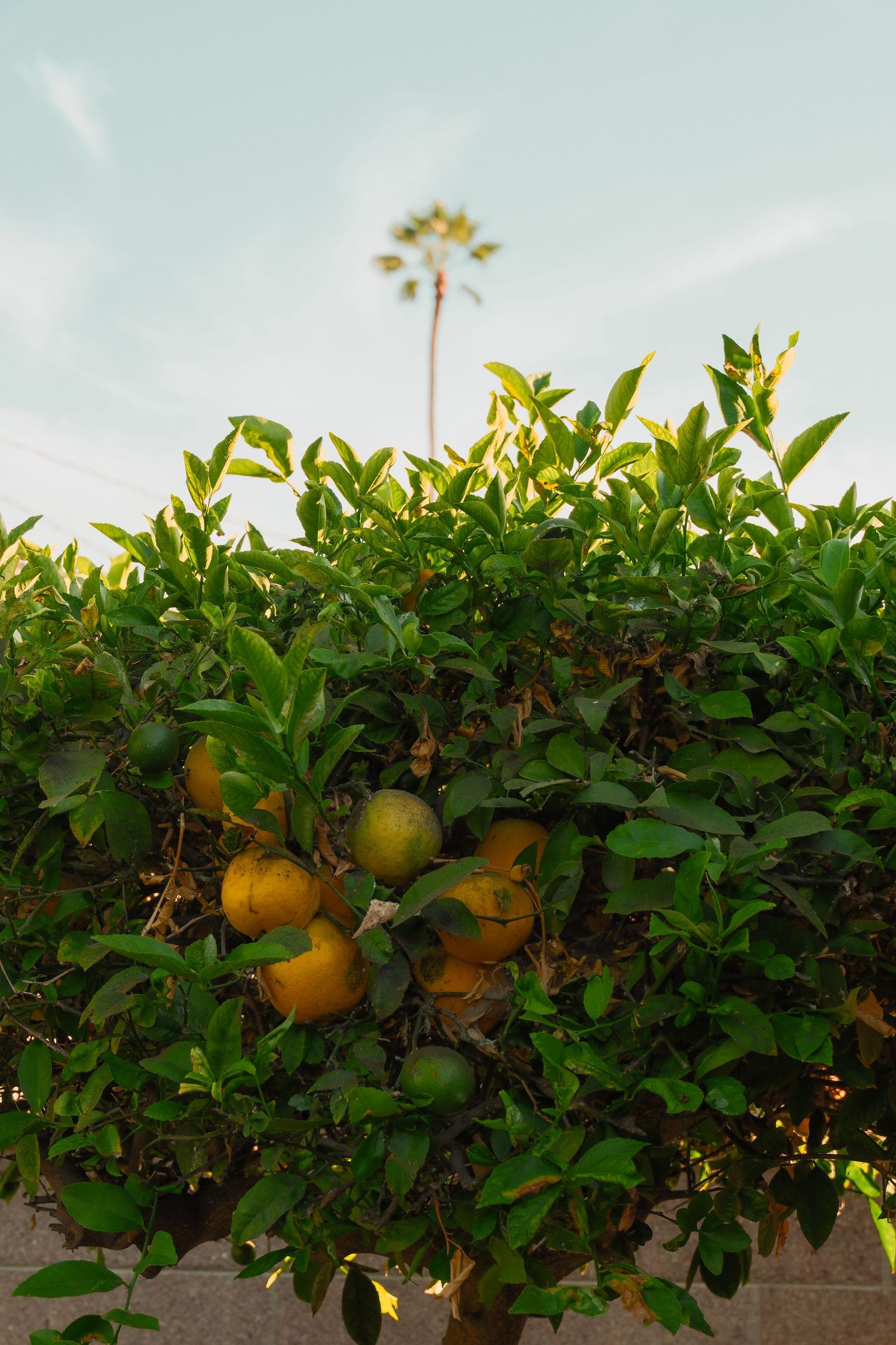 Citrus tree with ripe yellow-green oranges growing against a stone wall, with a tall palm tree and blue sky behind.