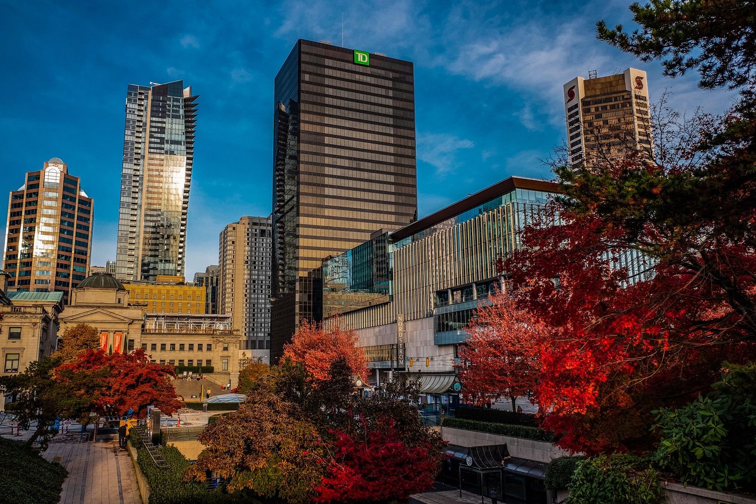 Vancouver downtown skyline in autumn with vibrant red maple trees and modern office buildings against blue sky.