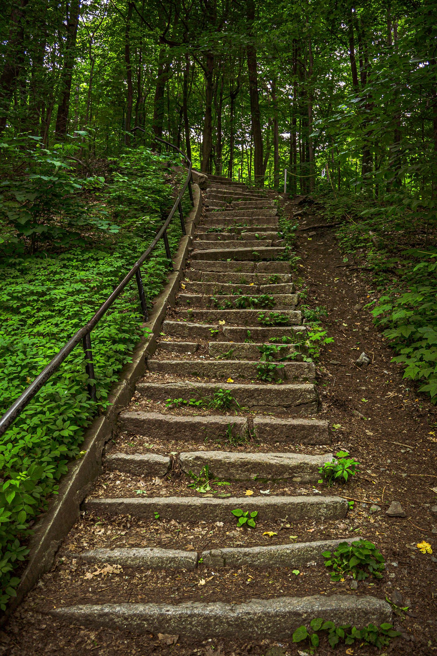 Rustic wooden stairs with handrail ascending through lush green forest trail surrounded by ferns and dense foliage.