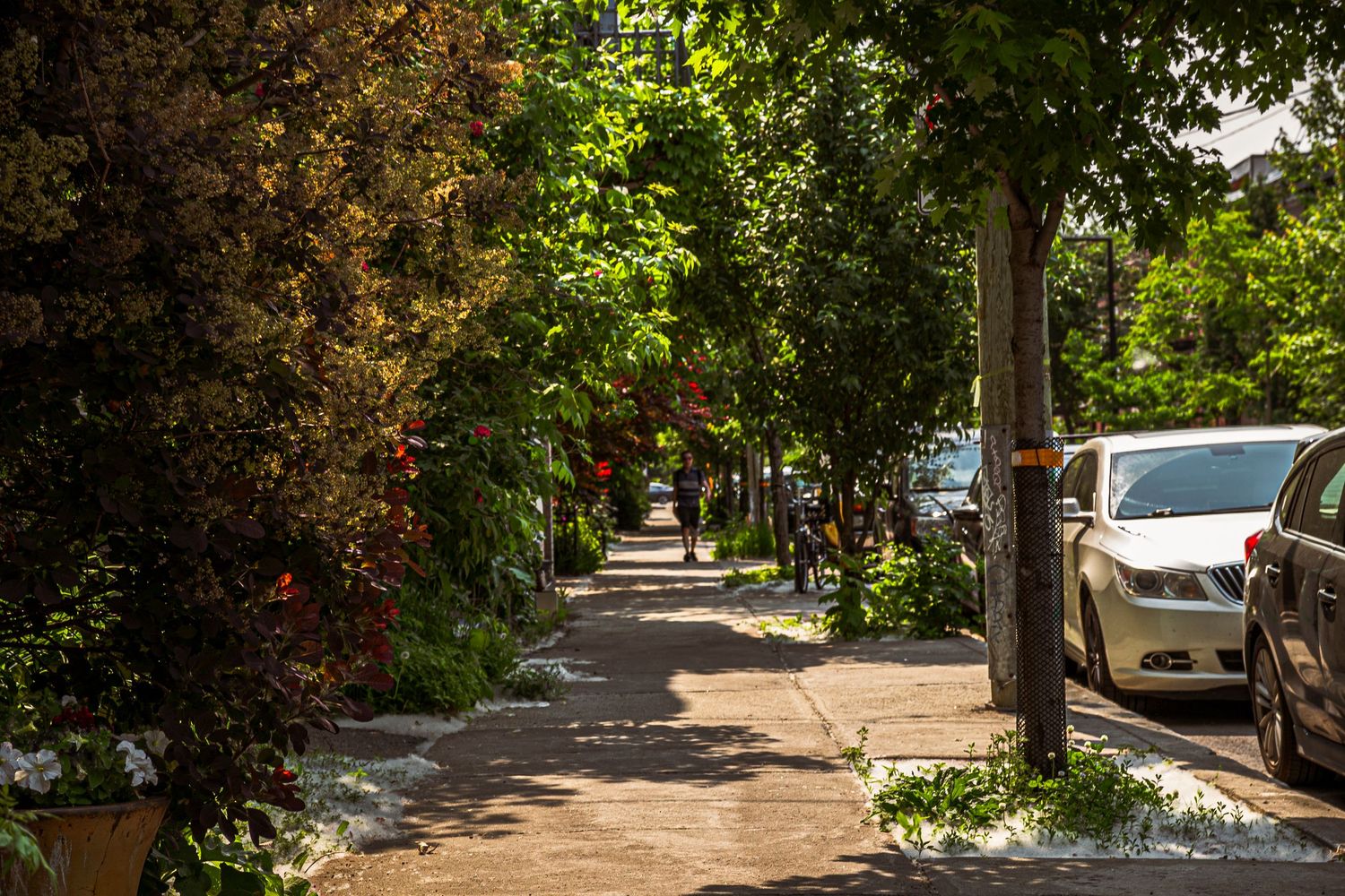A tree-lined residential street sidewalk with parked cars and dappled sunlight filtering through the green canopy.