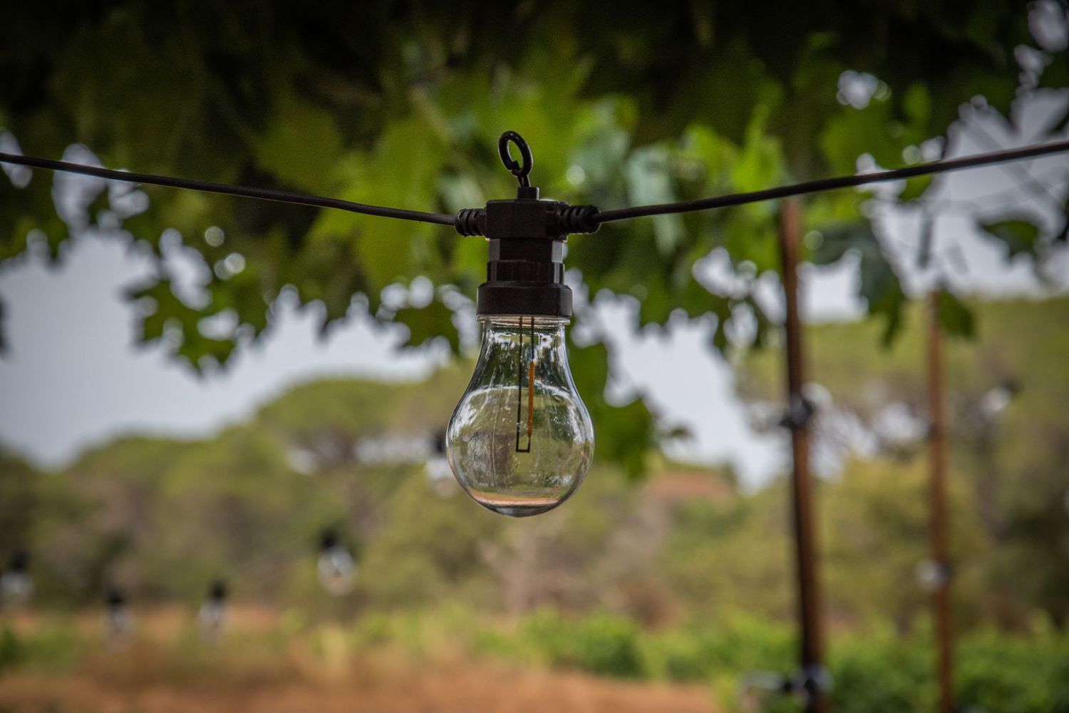 Long overhead string of outdoor lights creates a magical atmosphere in a garden setting at dusk.