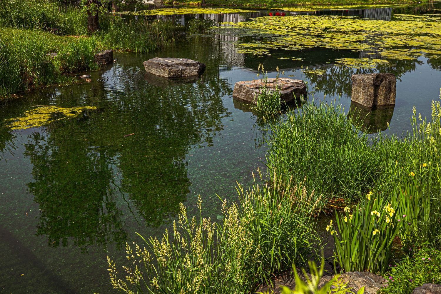 A serene garden pond surrounded by lush vegetation reflects water lilies and aquatic plants on a sunny day.