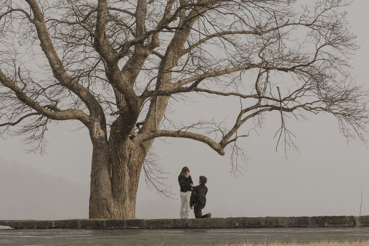 A person proposing on one knee beneath a large bare tree on a misty day.
