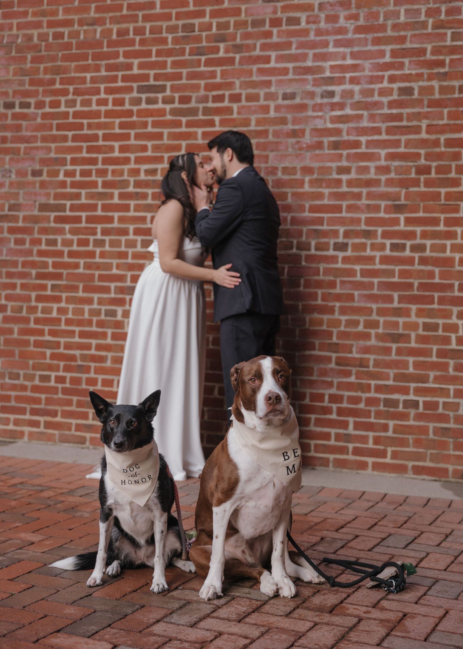 Two dogs sit patiently on brick pavement while a couple embraces against a red brick wall in formal attire.