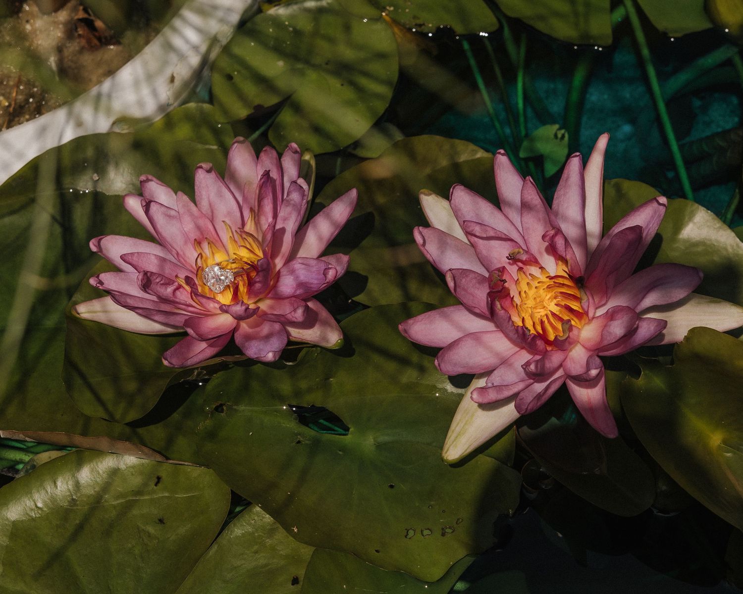 Two vibrant pink water lilies bloom among green lily pads on a serene pond surface.