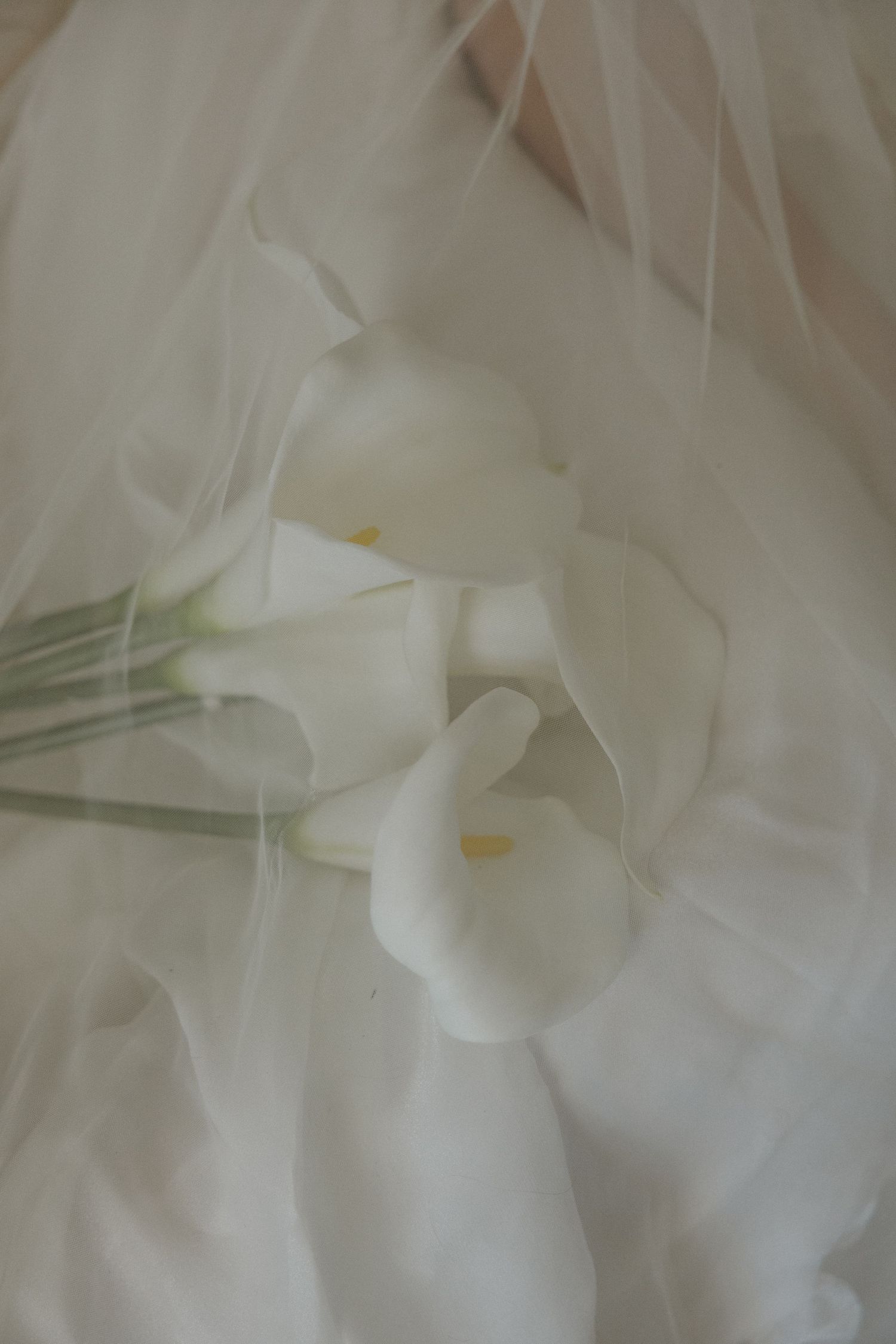 Close-up macro photograph of delicate white flower petals with soft focus creating an ethereal, dreamy effect.