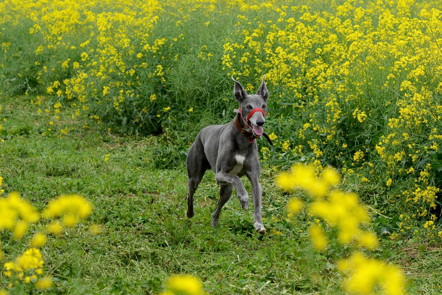 Lurcher in field