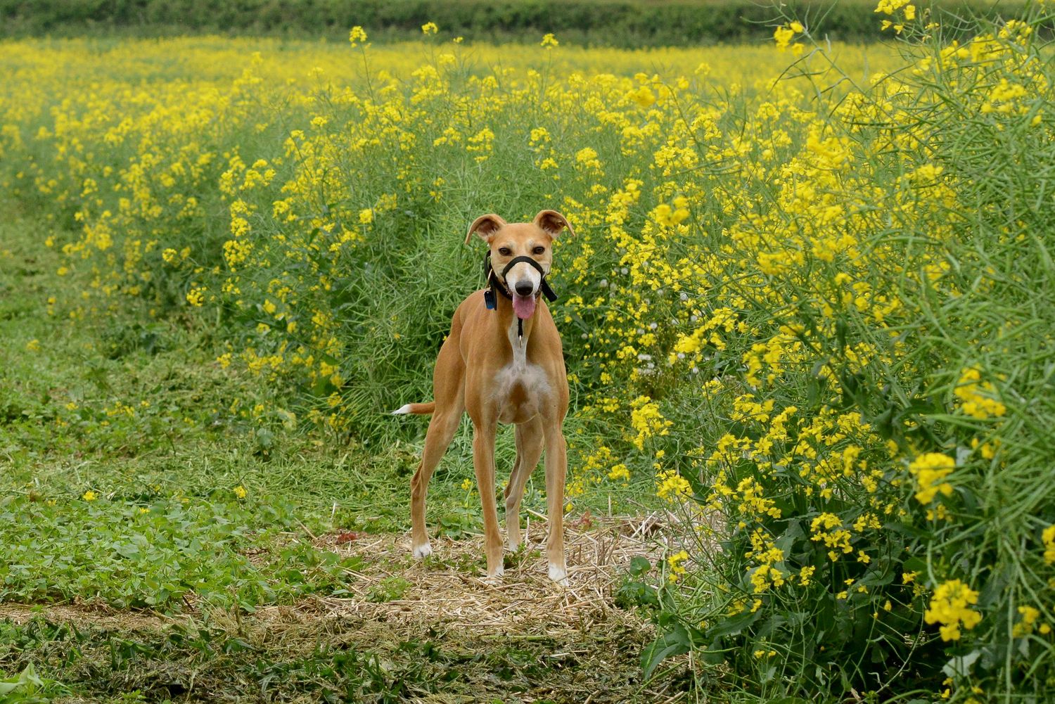 Lurcher in field