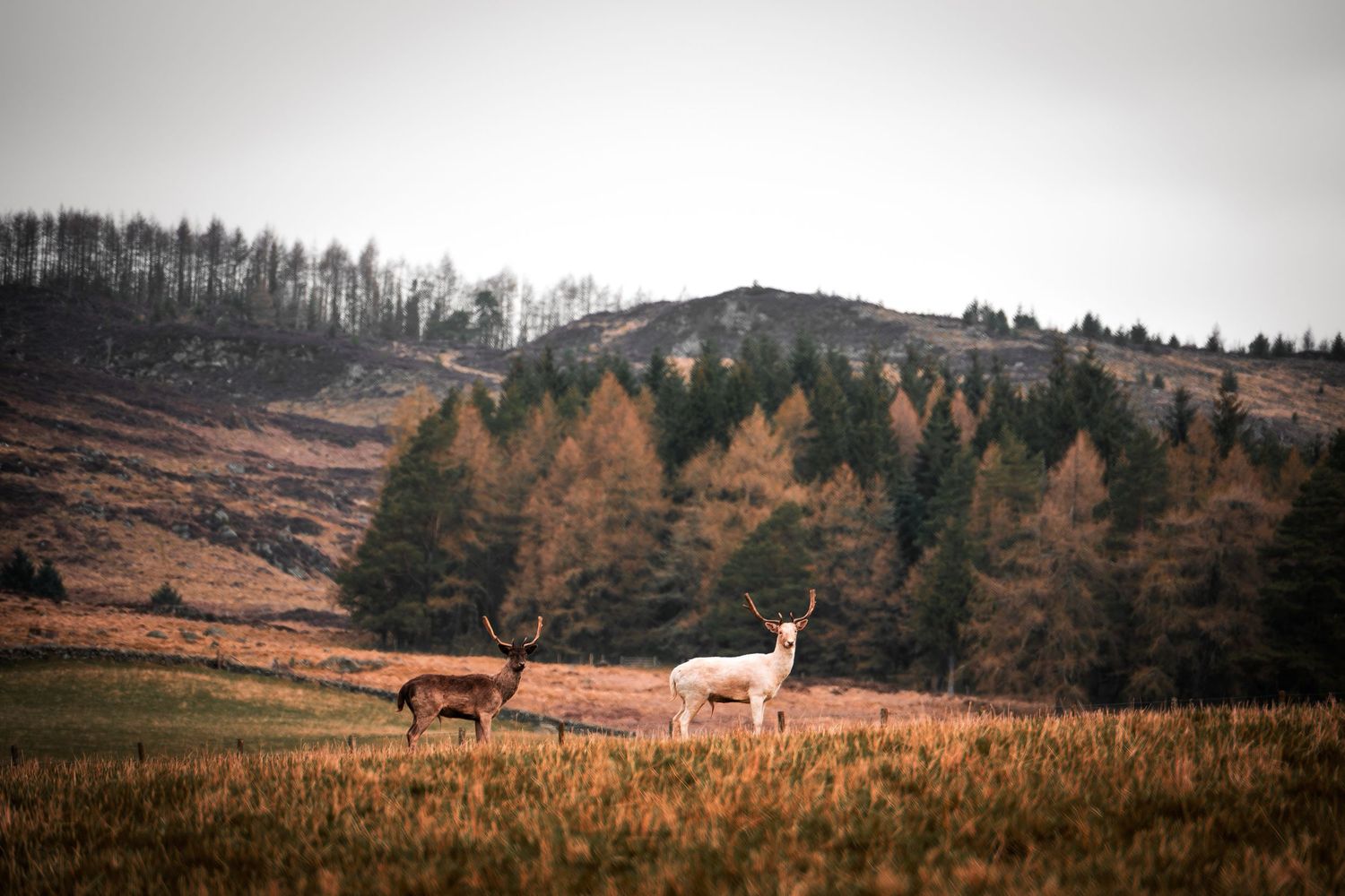 White deer