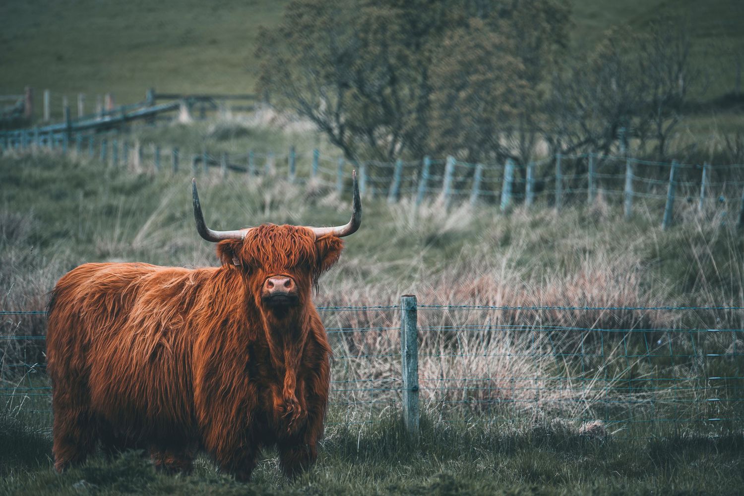 Highland cow