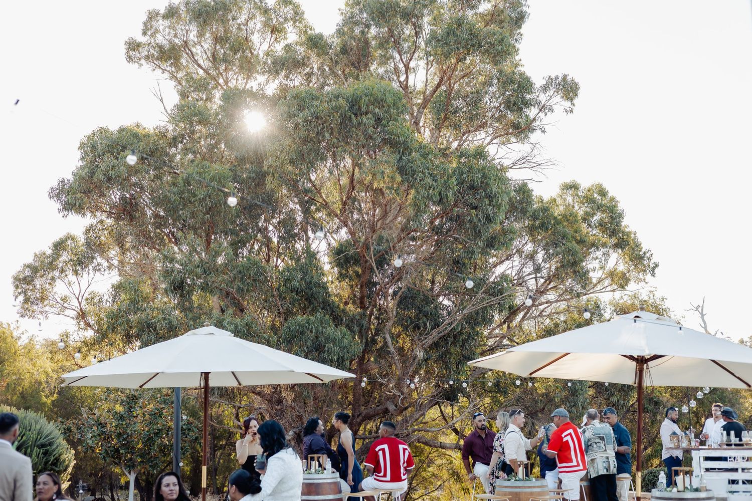 Outdoor gathering under large eucalyptus tree with white umbrellas and guests socializing in warm afternoon light.