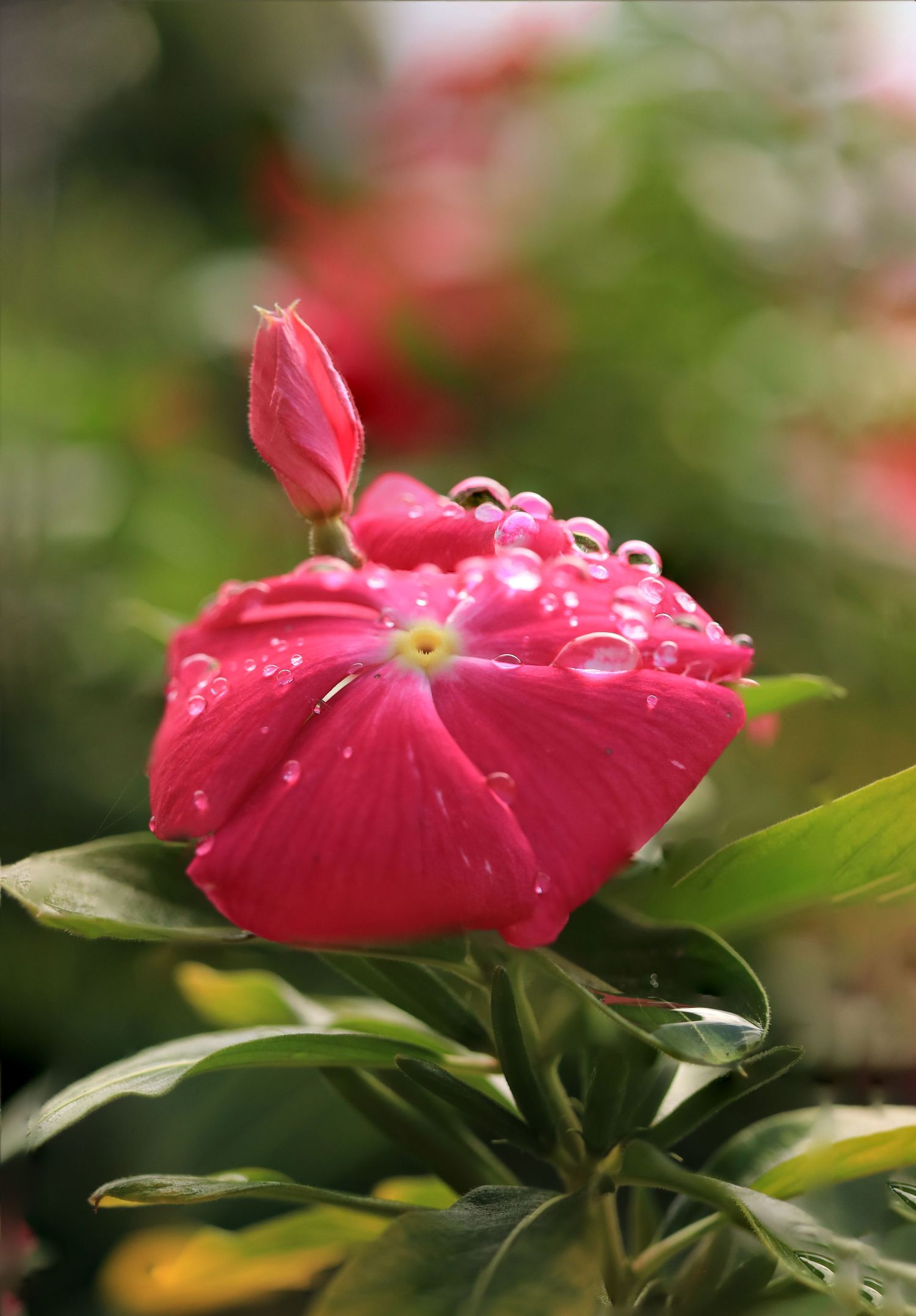 Close-up of vibrant red flower with water droplets and green leaves in soft focus.