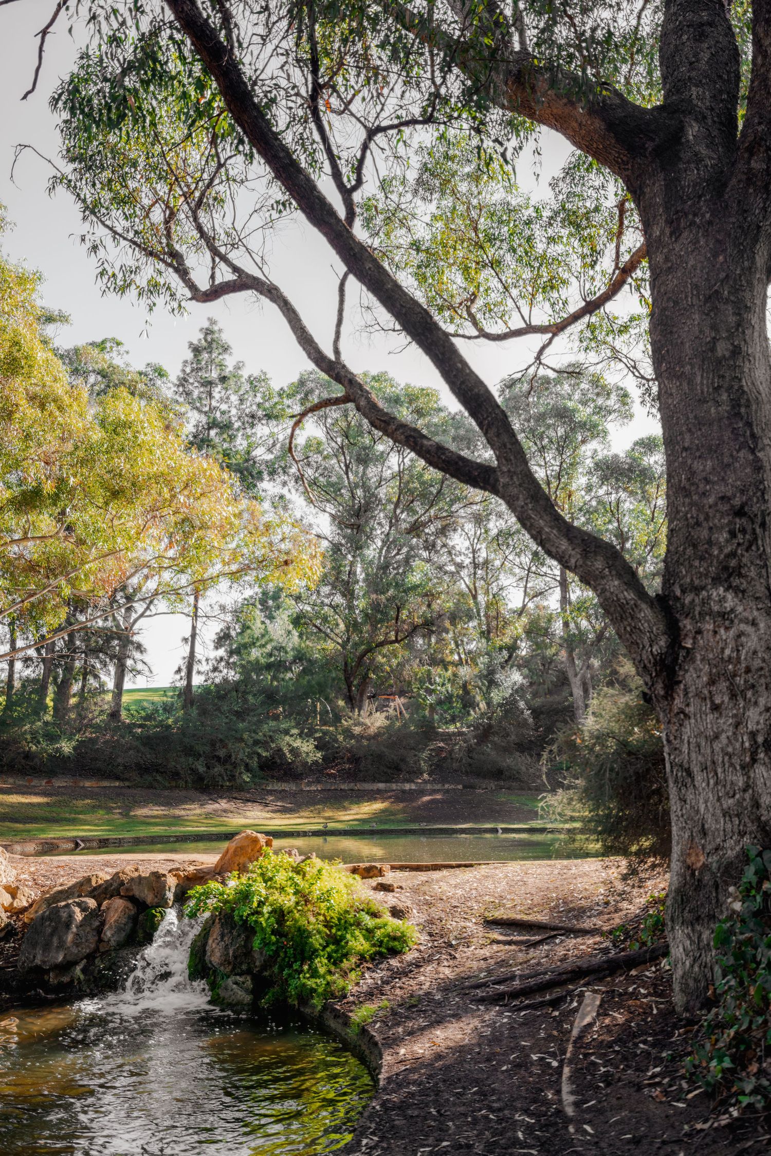 Tranquil creek scene with overhanging eucalyptus trees in an Australian landscape.