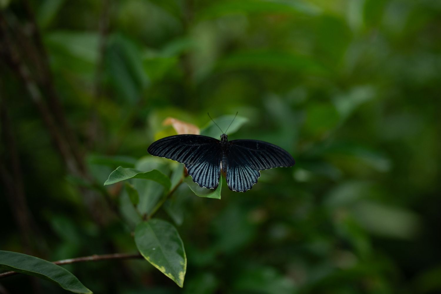 Butterfly with blue wings spreading against green foliage background.