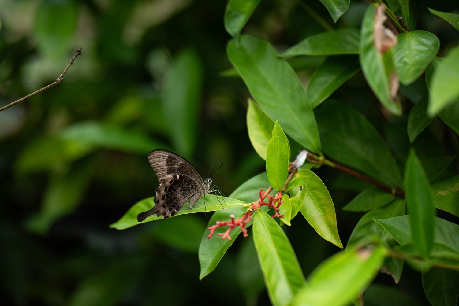 Butterfly resting on green foliage with blurred garden background.