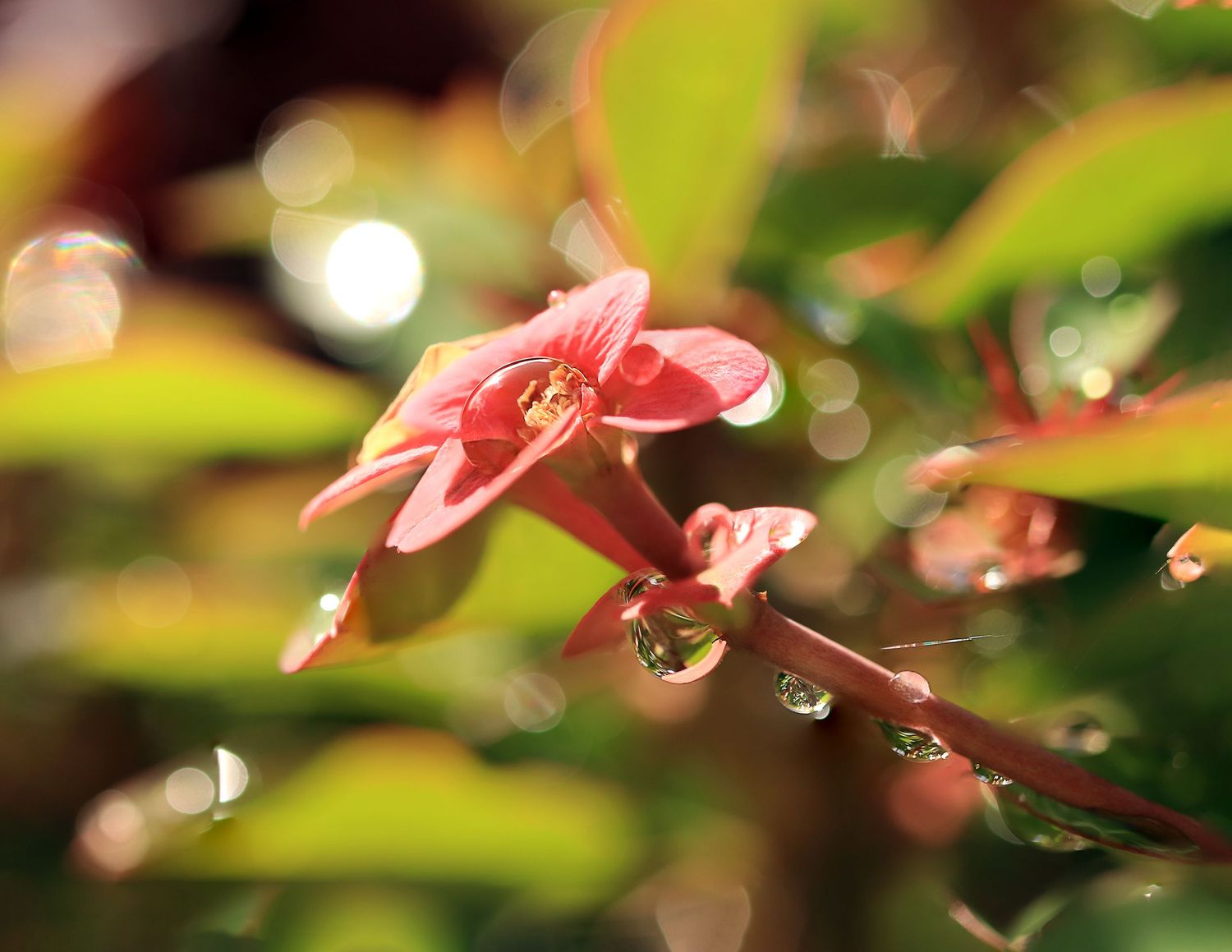 Pink flowers with water droplets on petals against blurred green foliage background.