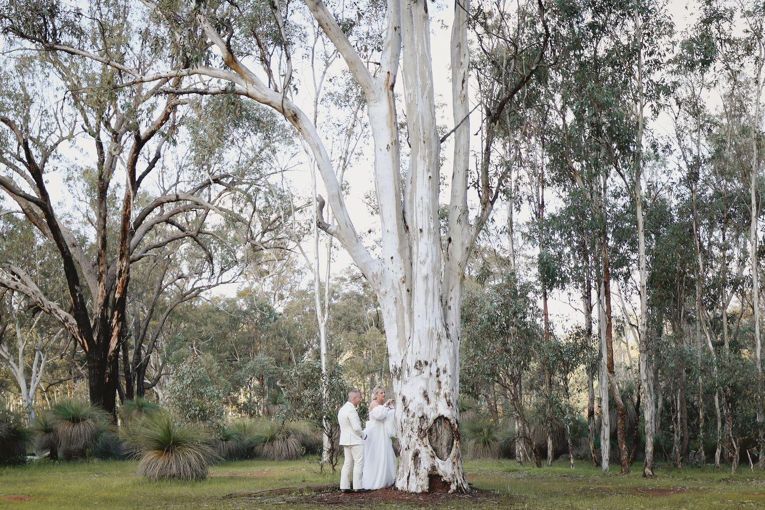 Wedding ceremony under a large white eucalyptus tree in an Australian bush setting with lush green surroundings.