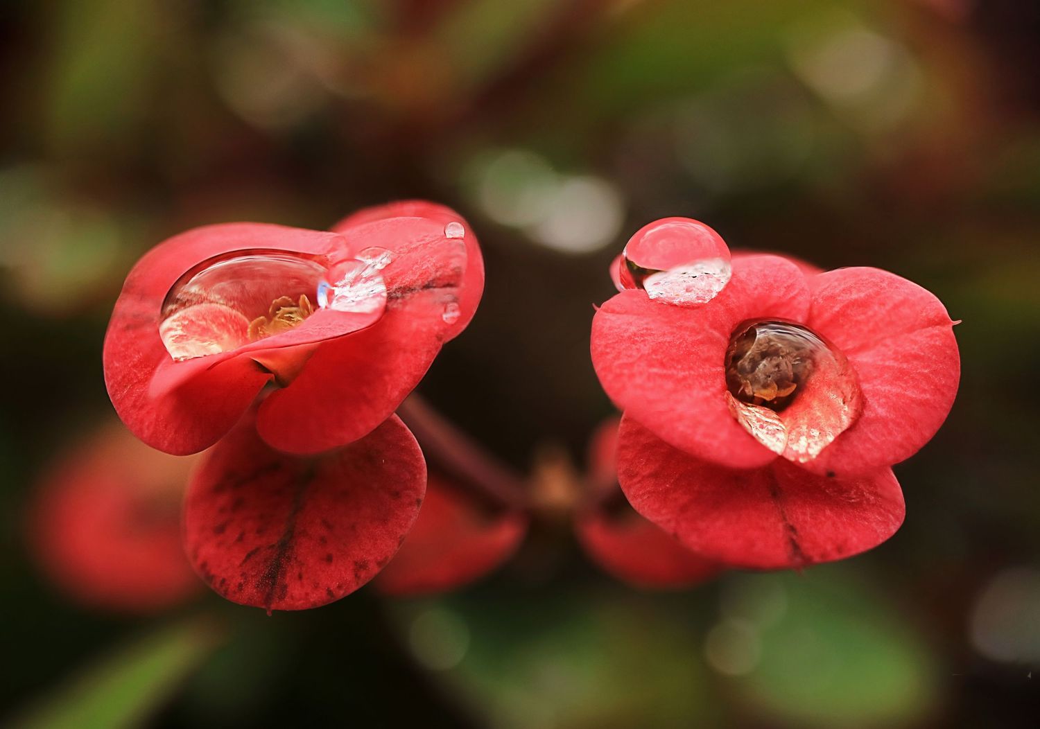 Row of small red flowers with water drops along branch.