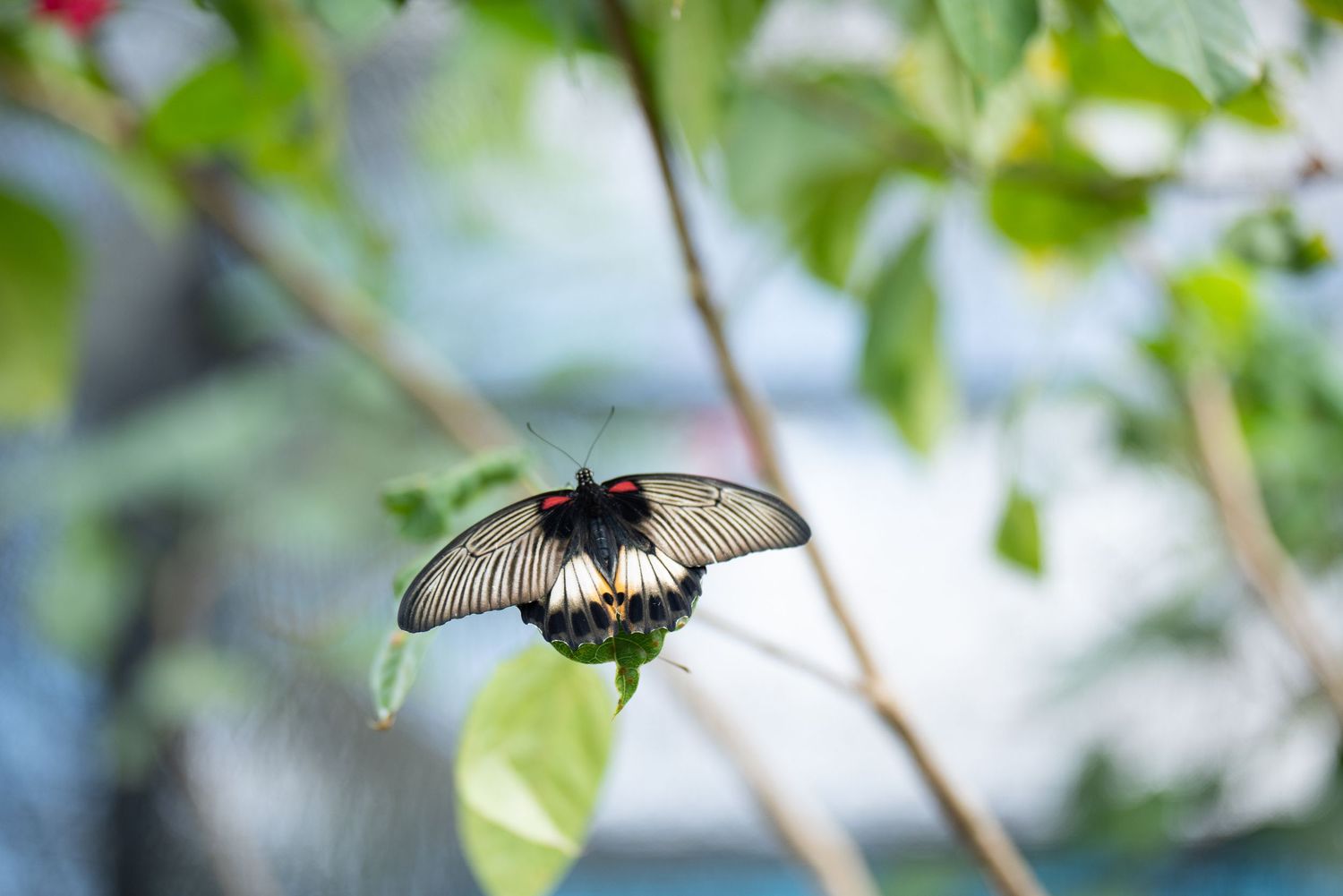 Black and white butterfly perched among green leaves in natural setting.