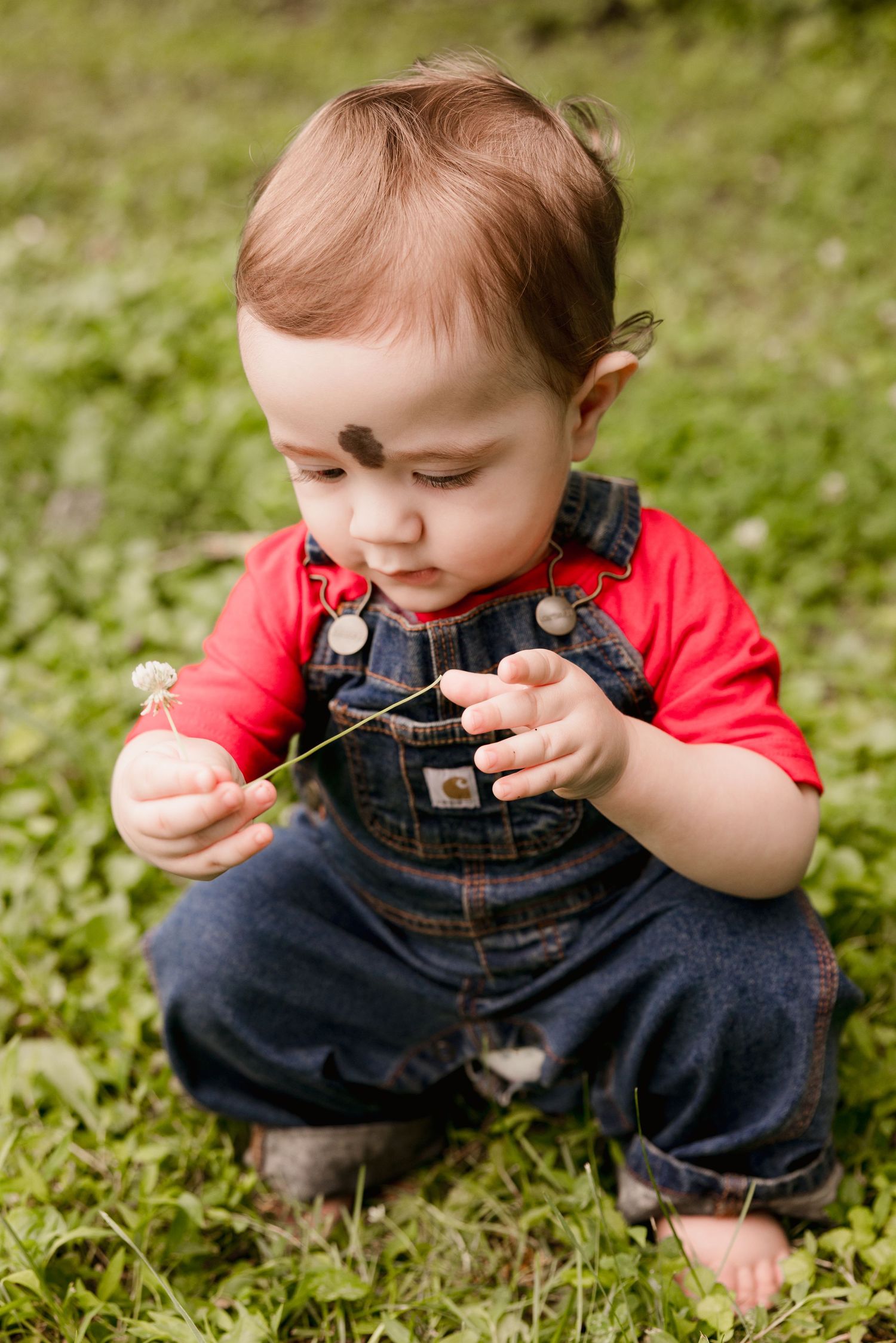 Curious baby in denim overalls and red shirt sits on grass, gently holding a small white flower.