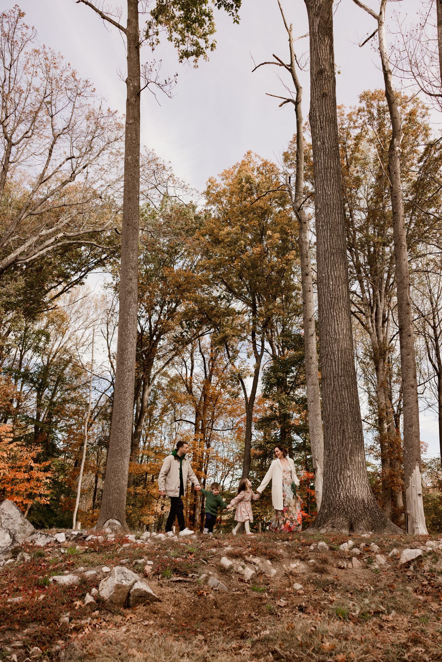 Family of four holds hands walking among tall trees in an autumn forest with colorful fall foliage.
ellicott city family photographer