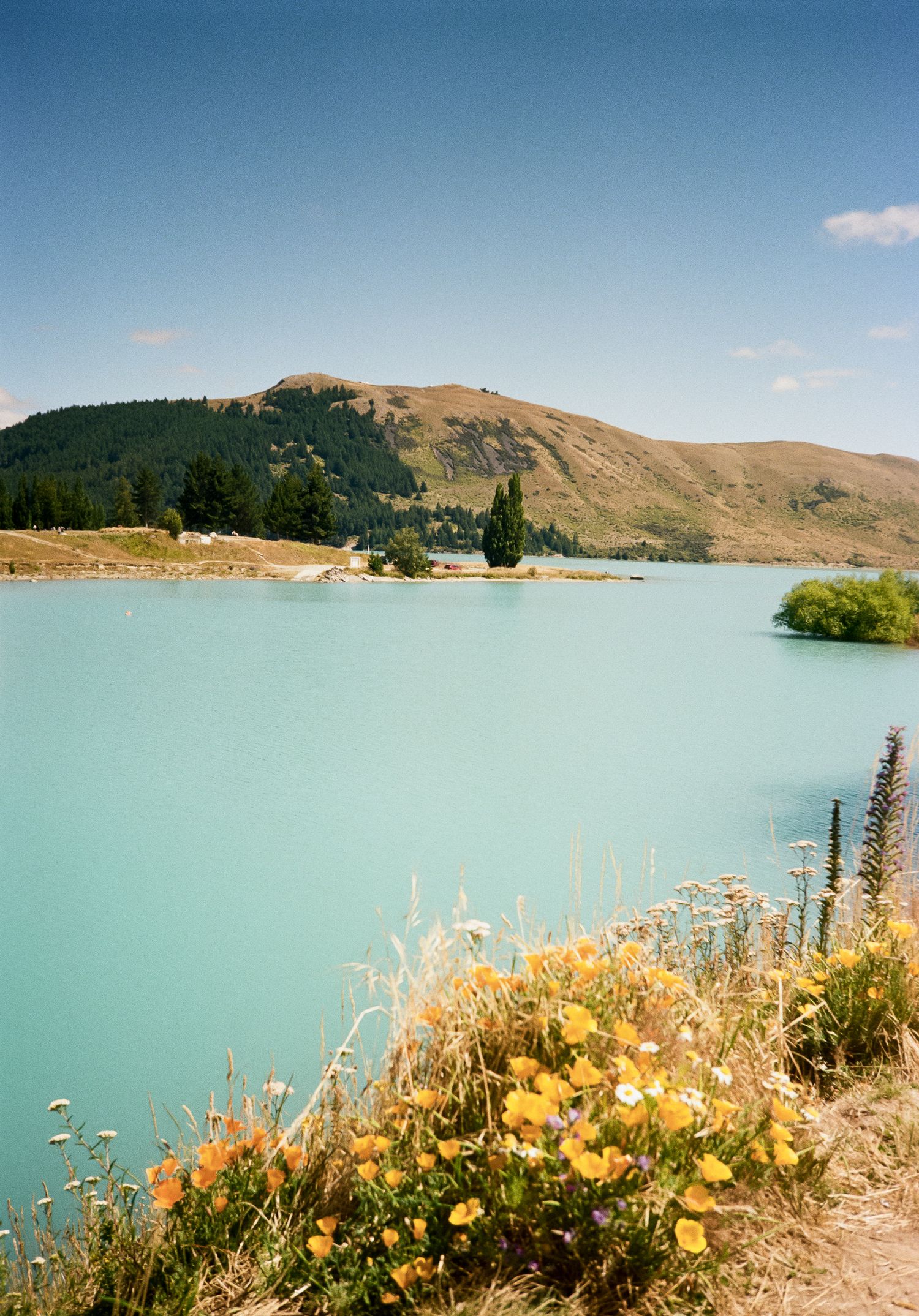 Turquoise glacial lake with wildflowers in foreground and rolling hills with pine trees under blue sky in New Zealand.