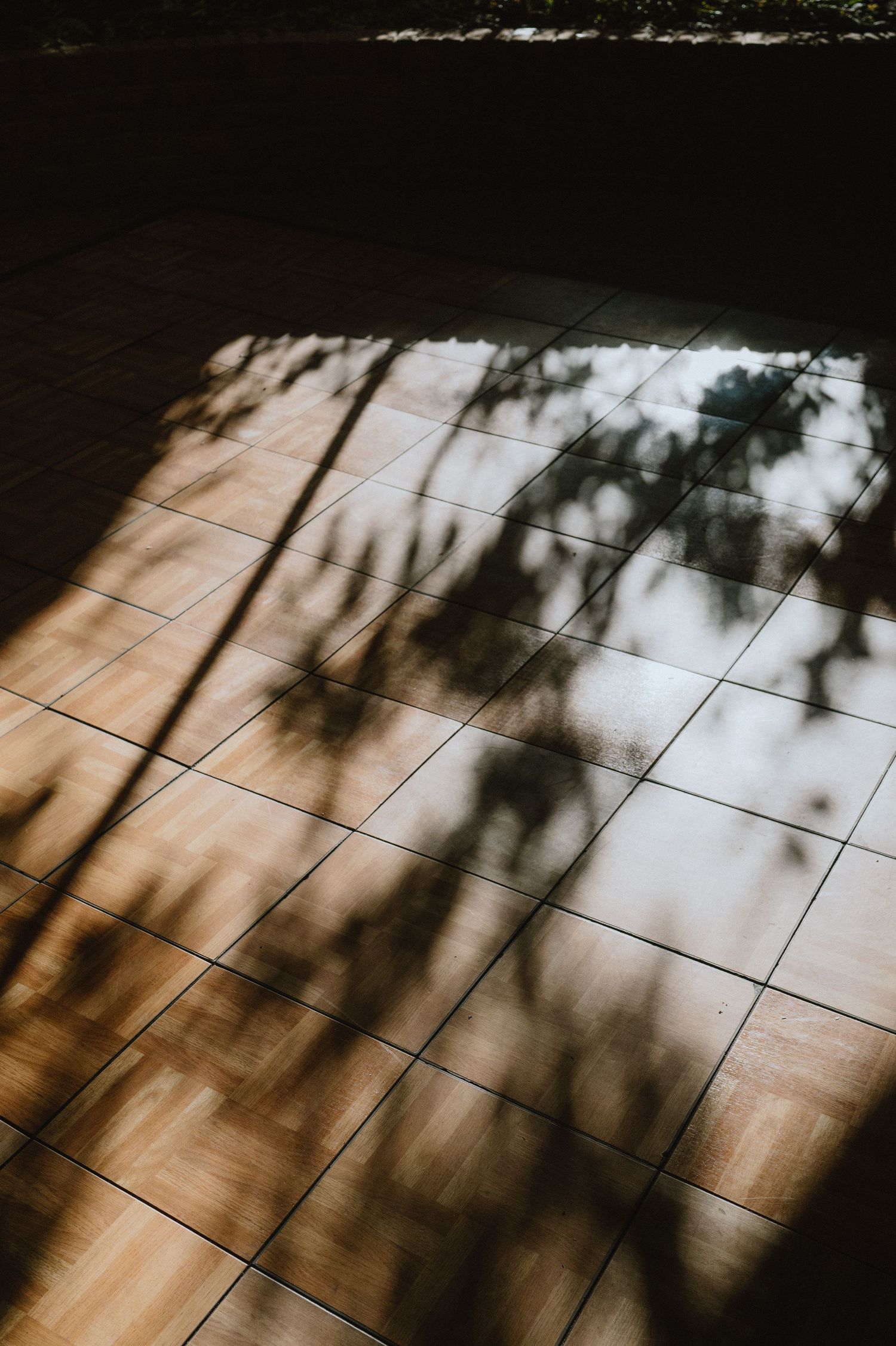 Shadow patterns from trees cast on a tiled floor in dramatic lighting.