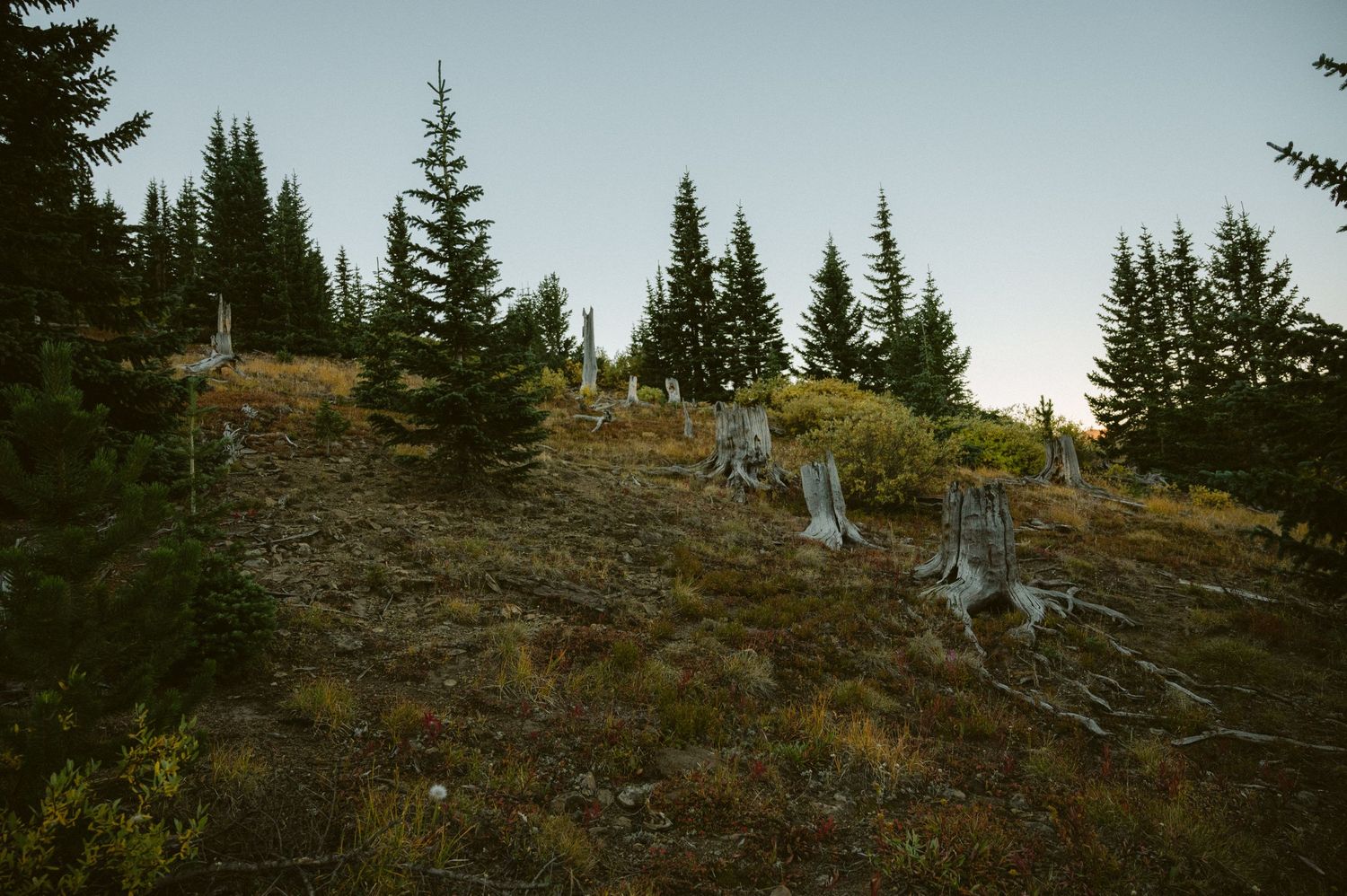 Evergreen trees on a hillside during twilight in the mountains.