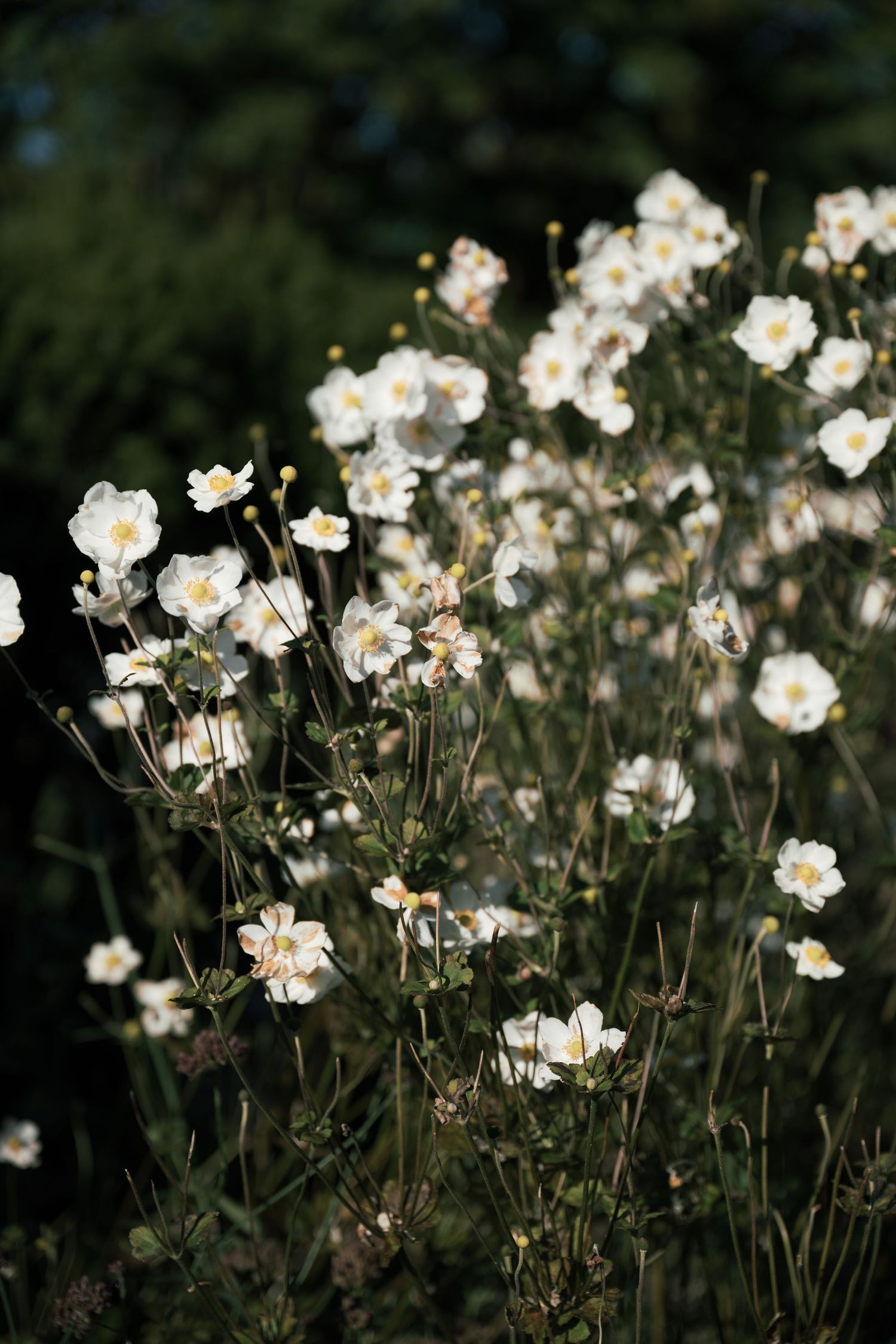 Delicate white anemone flowers blooming in a natural garden setting.