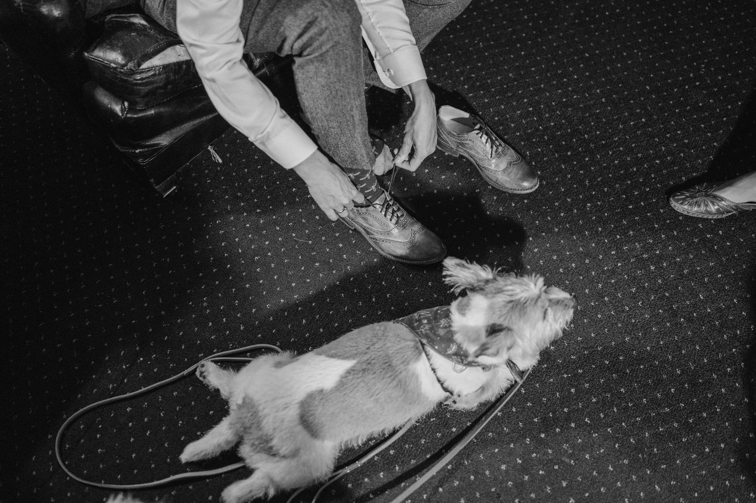 A dog lies relaxed on a floor while being petted during a training or therapy session.