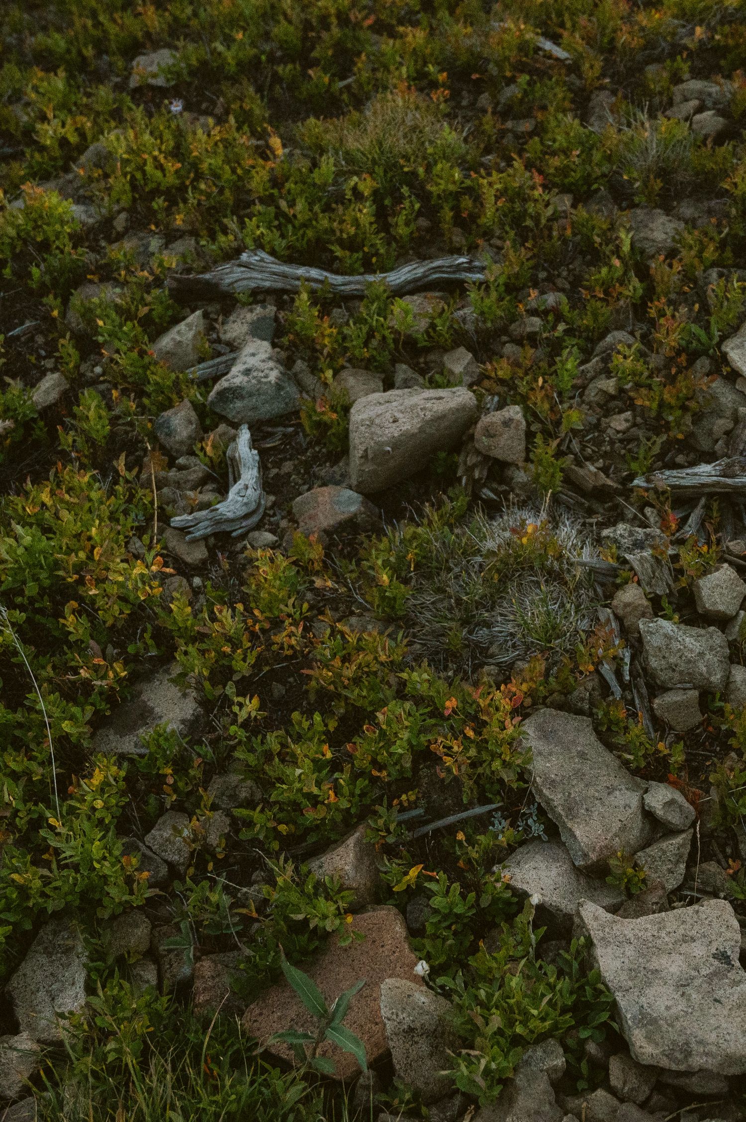 Rocky terrain with scattered vegetation and stones in natural lighting.