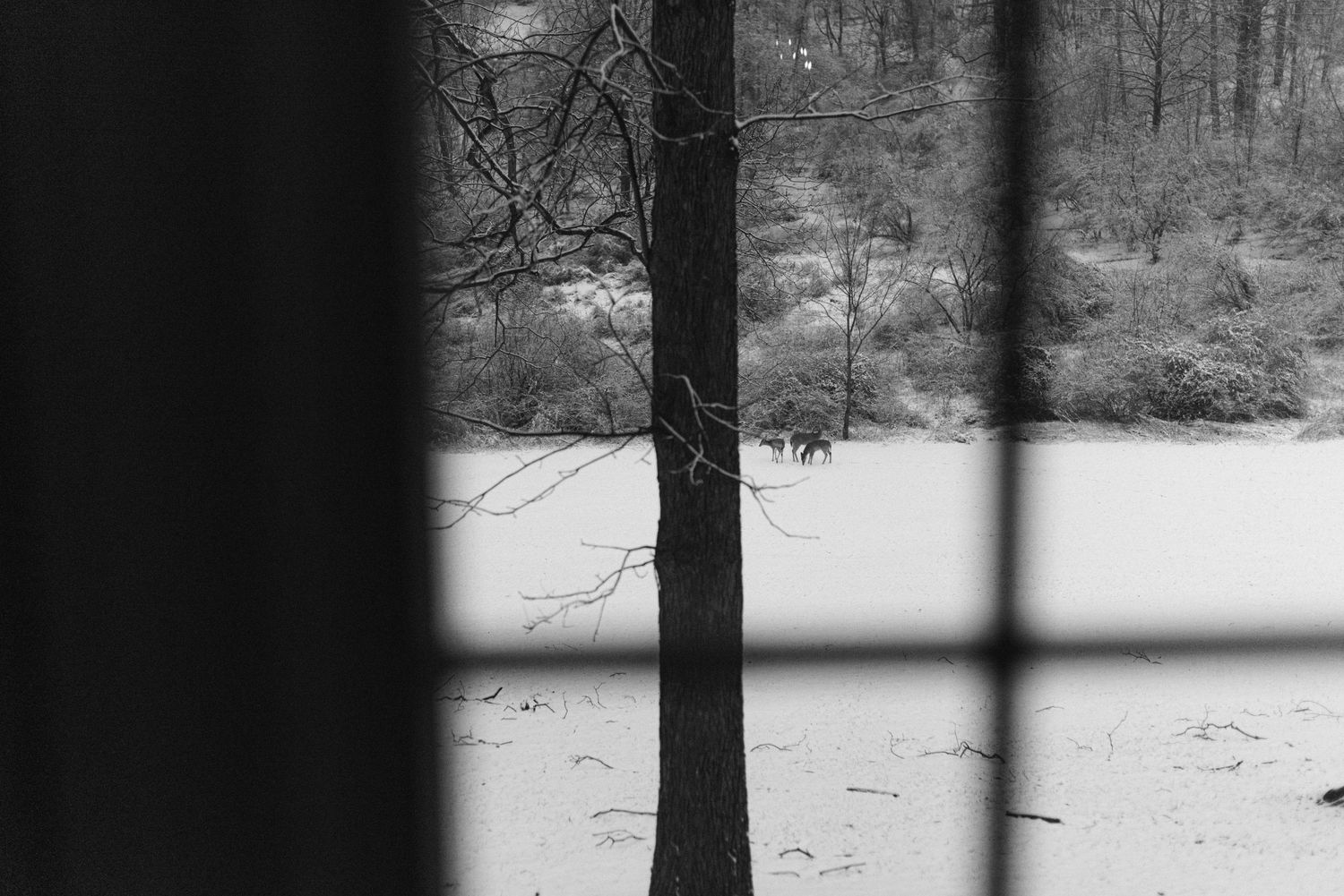 A minimalist black and white winter landscape photo through window bars.