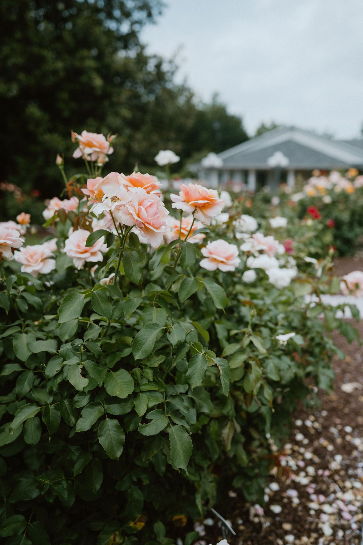 Pink and peach roses blooming in a garden with a house visible in the background.