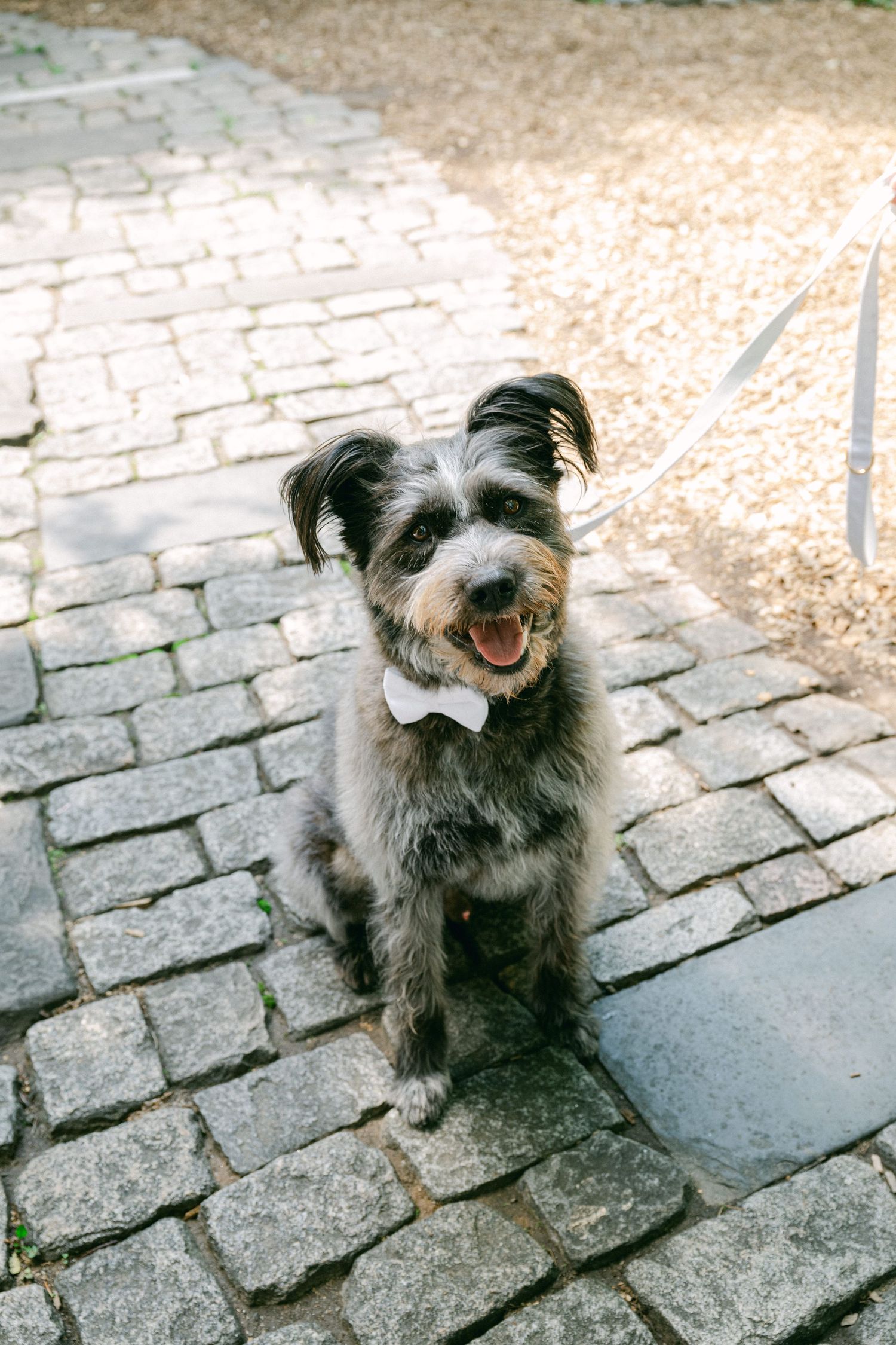 Happy scruffy terrier dog sitting on cobblestone pavement with a cheerful expression.