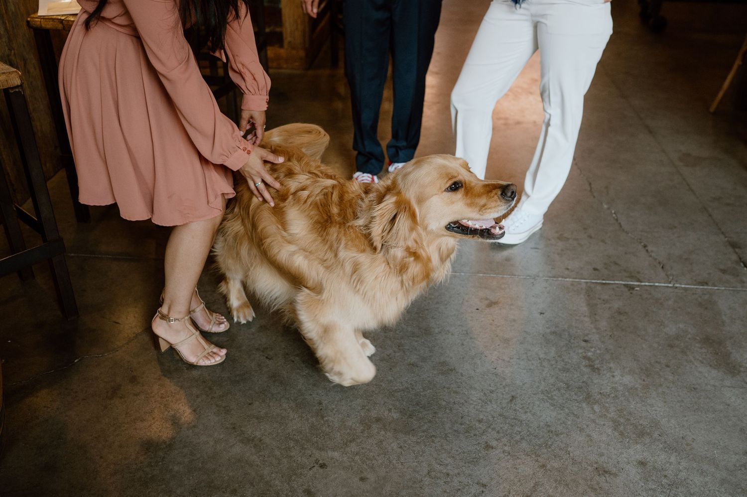 A fluffy golden dog receives attention on a dark floor.