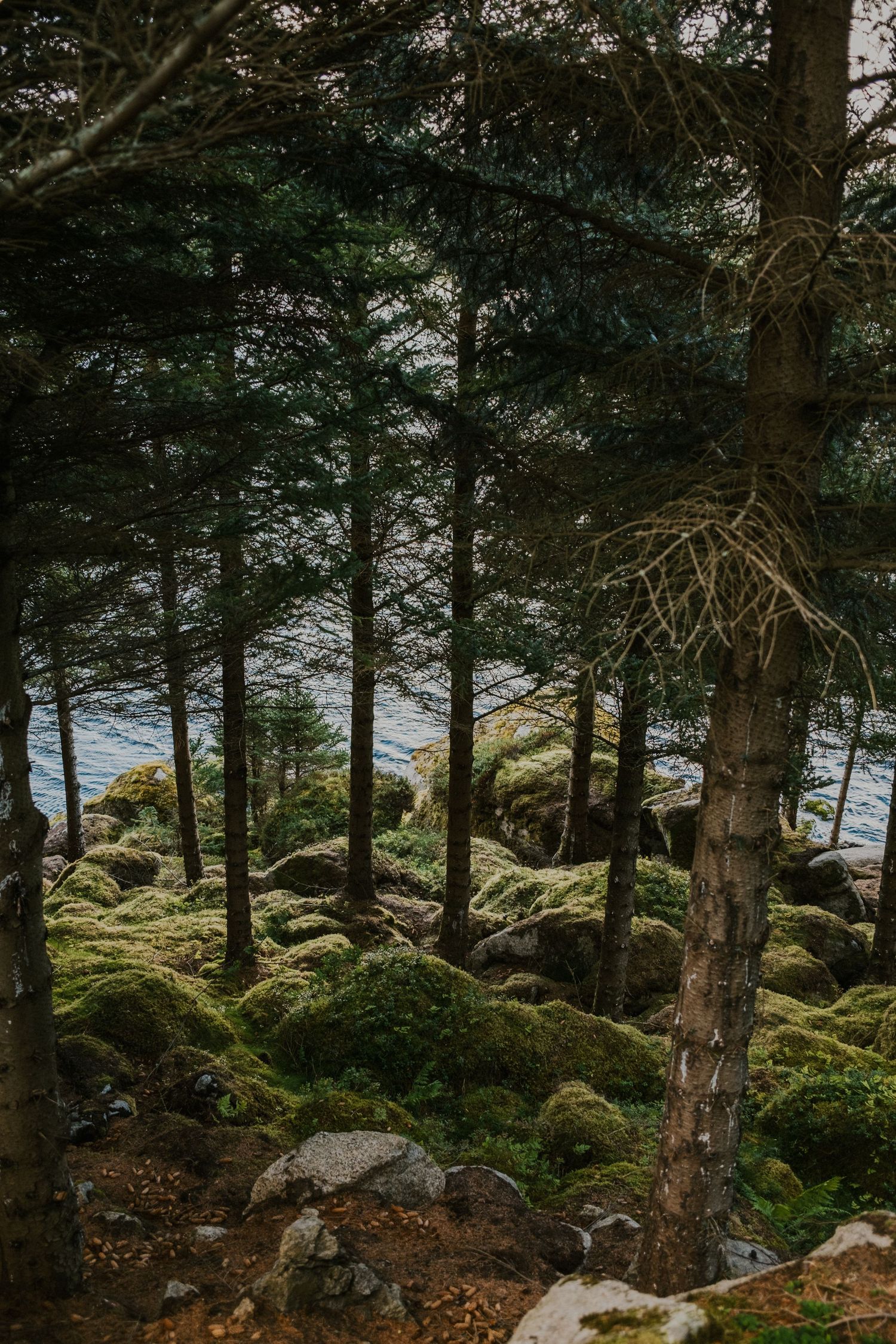 Mossy forest floor with pine trees framing a view of water through the branches.