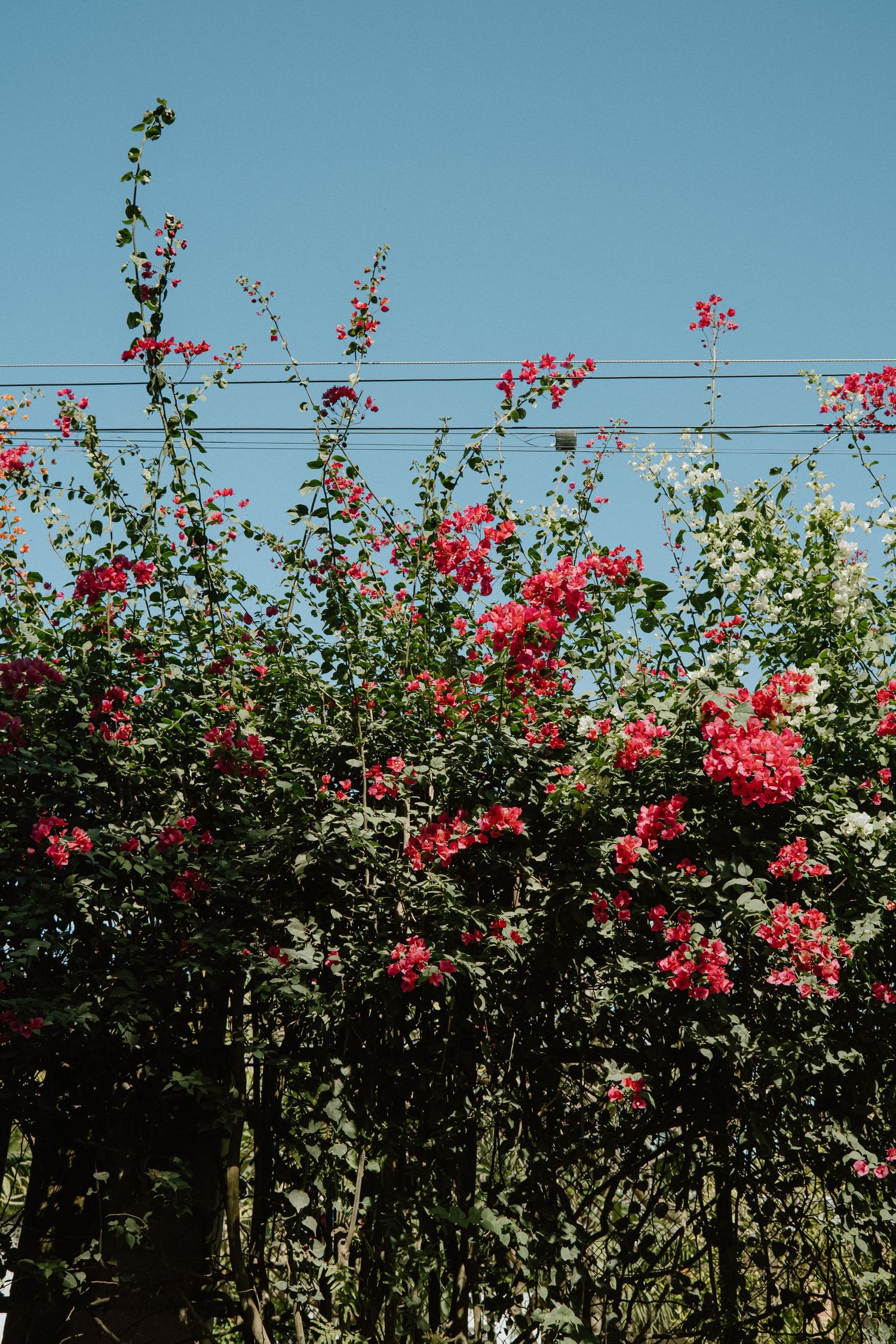 Pink bougainvillea flowers growing along power lines against bright blue sky.